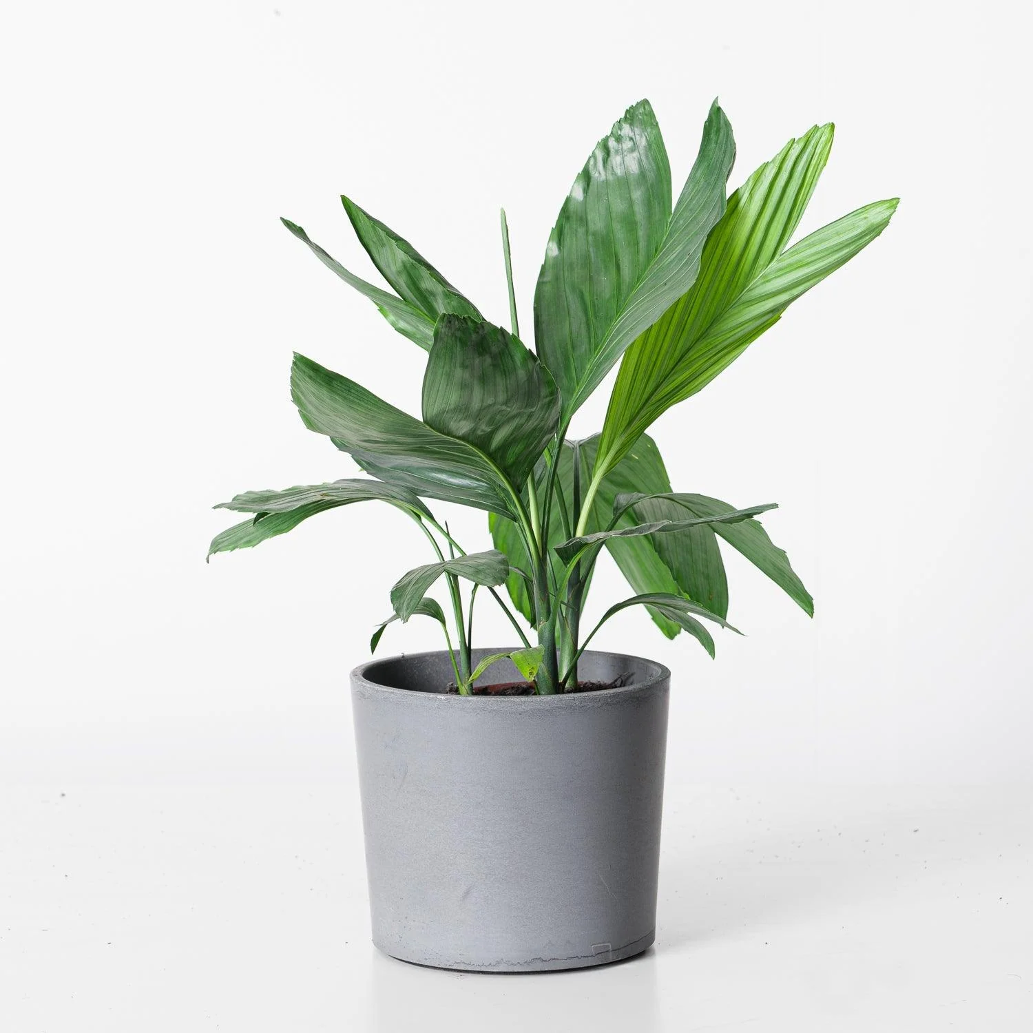 Chamaedorea Metallica