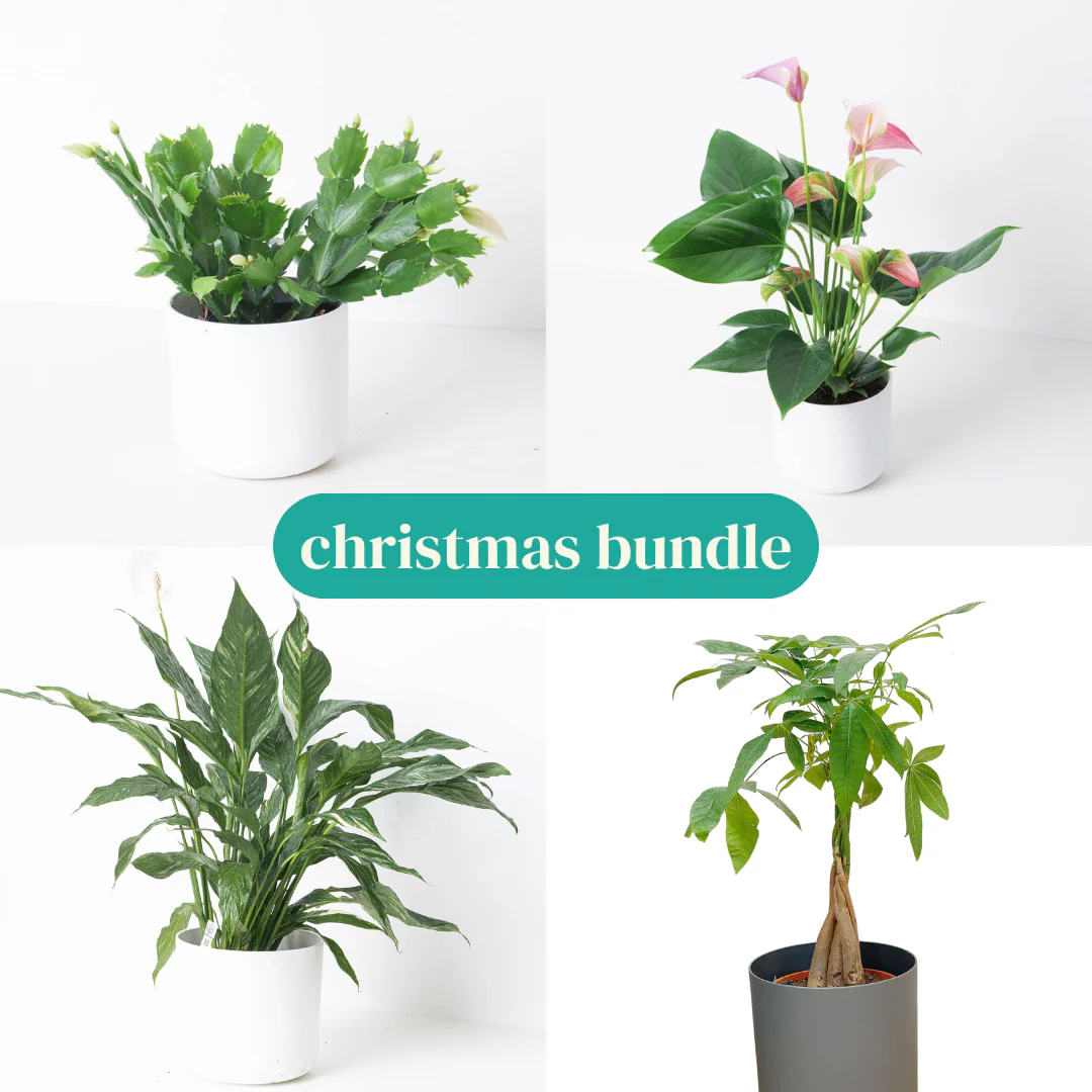 Christmas Bundle