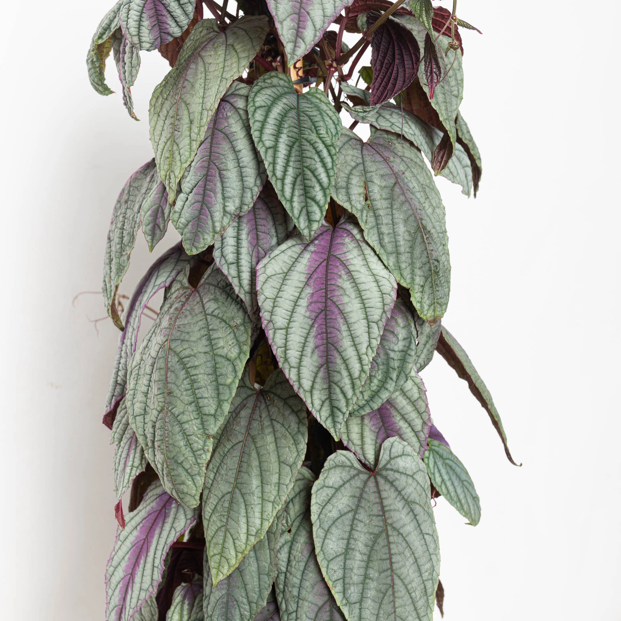 Cissus discolor 'Floramagic Violet'