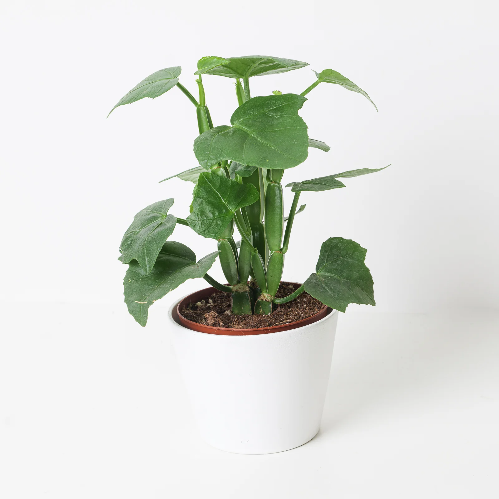 Cissus quadrangularis | Veld Grape Plant
