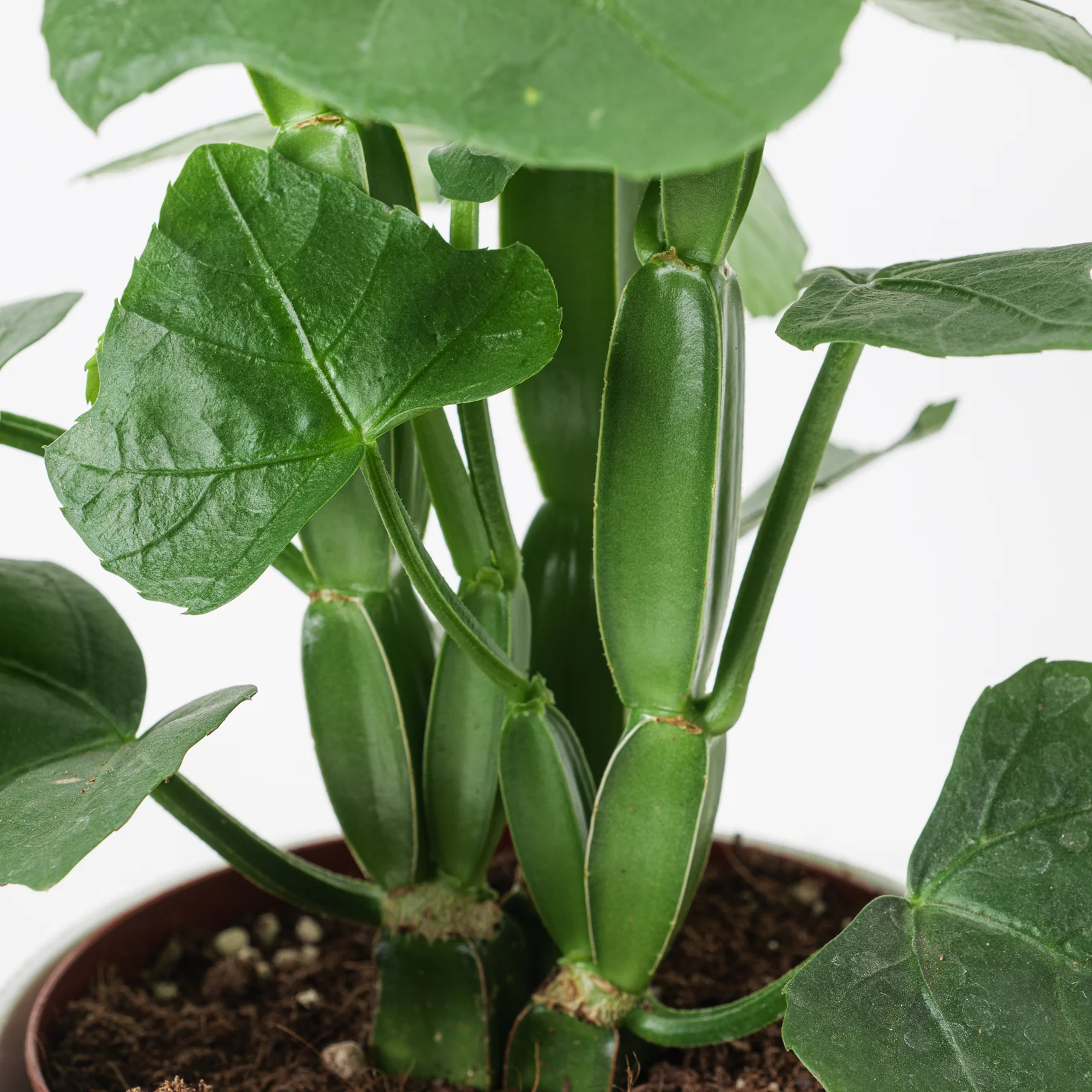 Cissus quadrangularis | Veld Grape Plant - Image 2