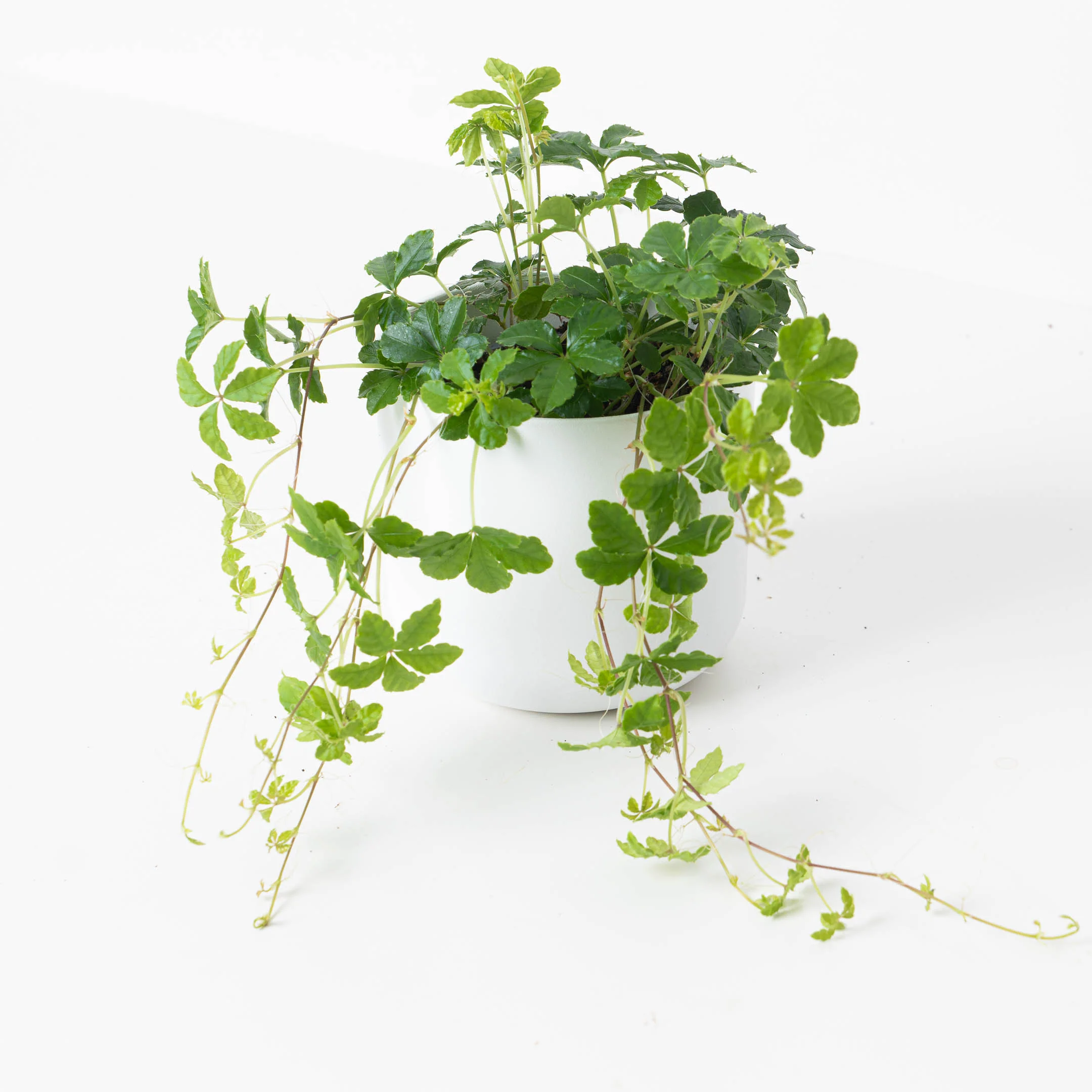 Cissus striata