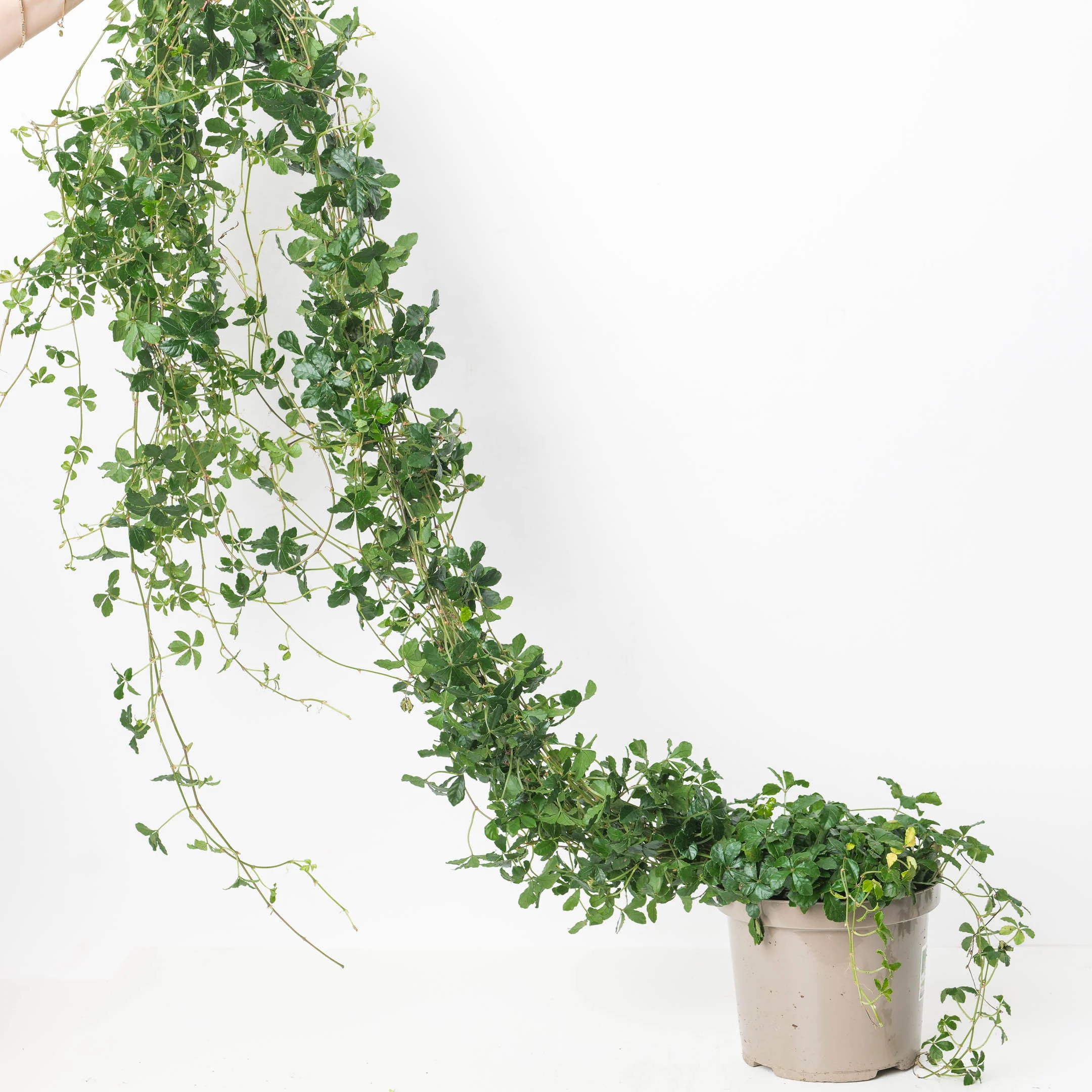 Cissus striata - Image 3