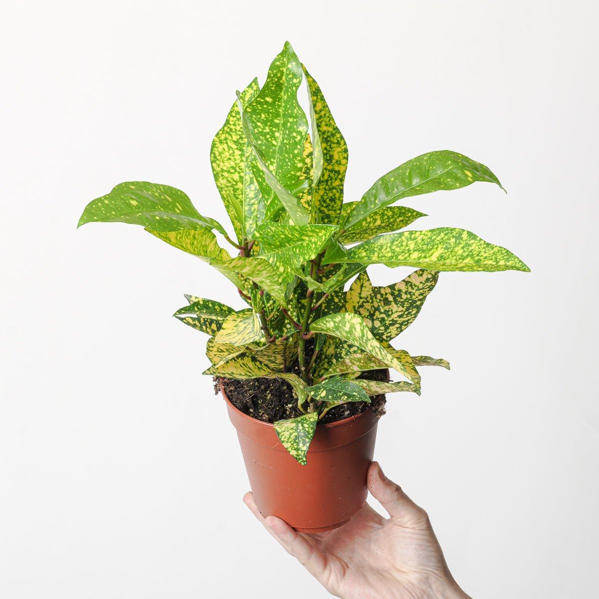 Codiaeum variegatum 'Gold Sun'