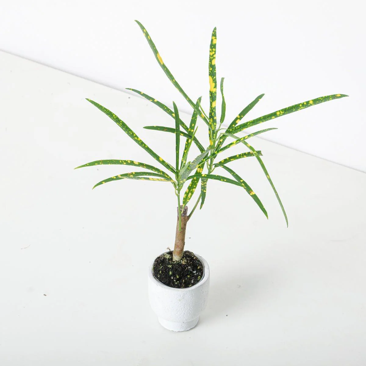 Codiaeum variegatum var. pictum