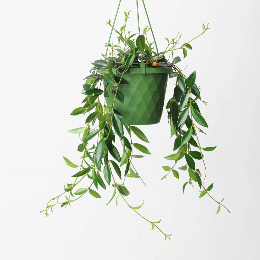 Codonanthe Crassifolia
