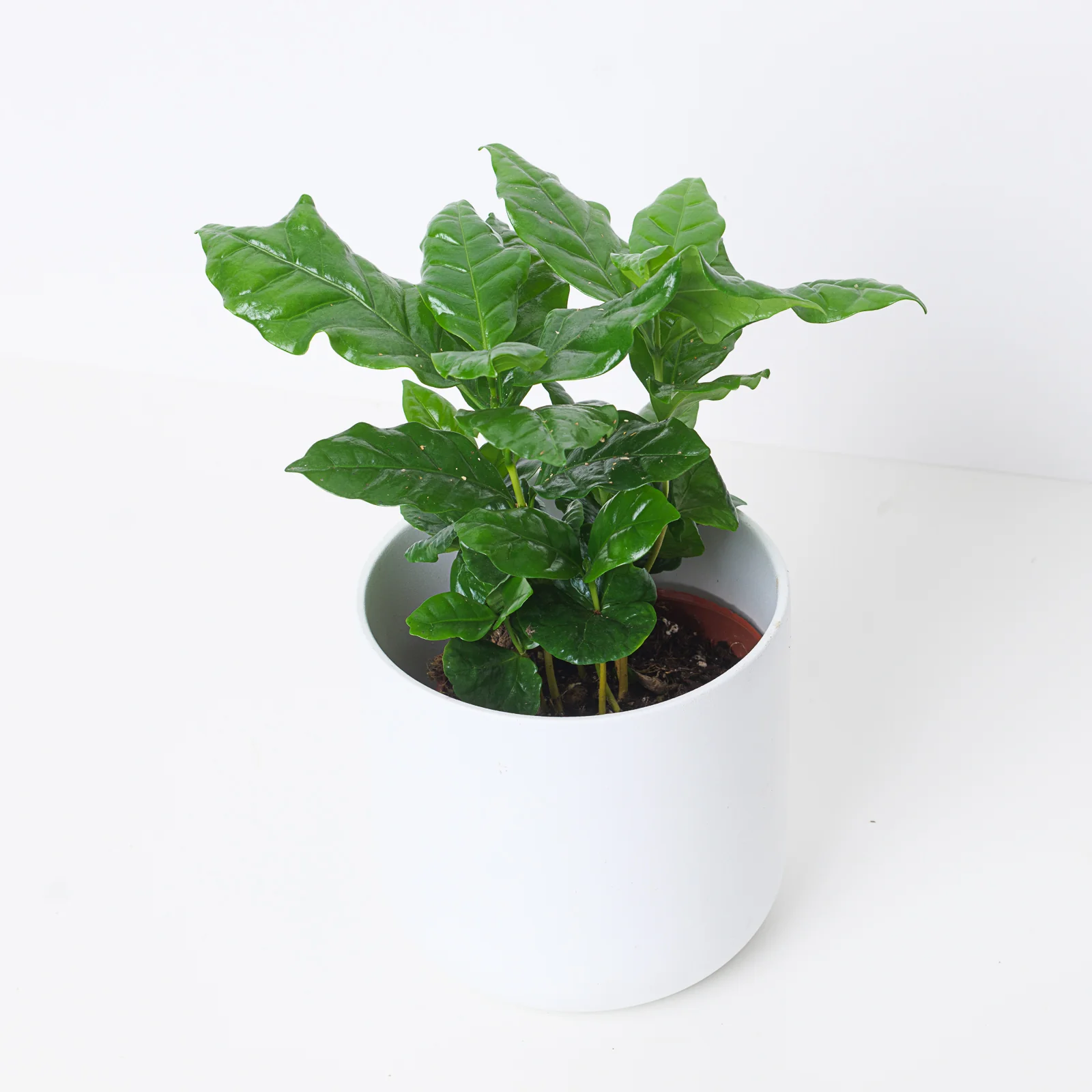Coffea arabica | Arabian Coffee Plant
