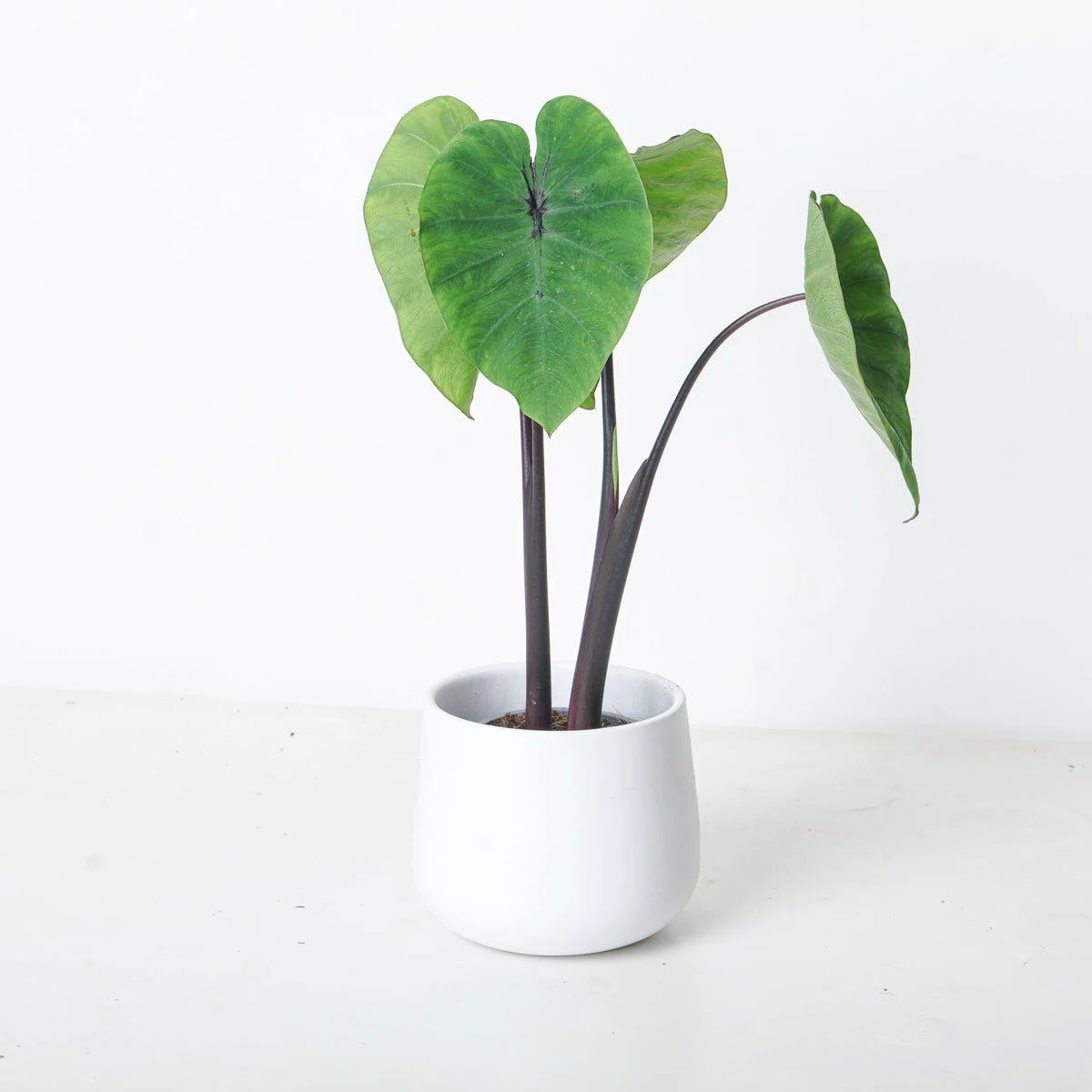 Colocasia Pharoah's Mask