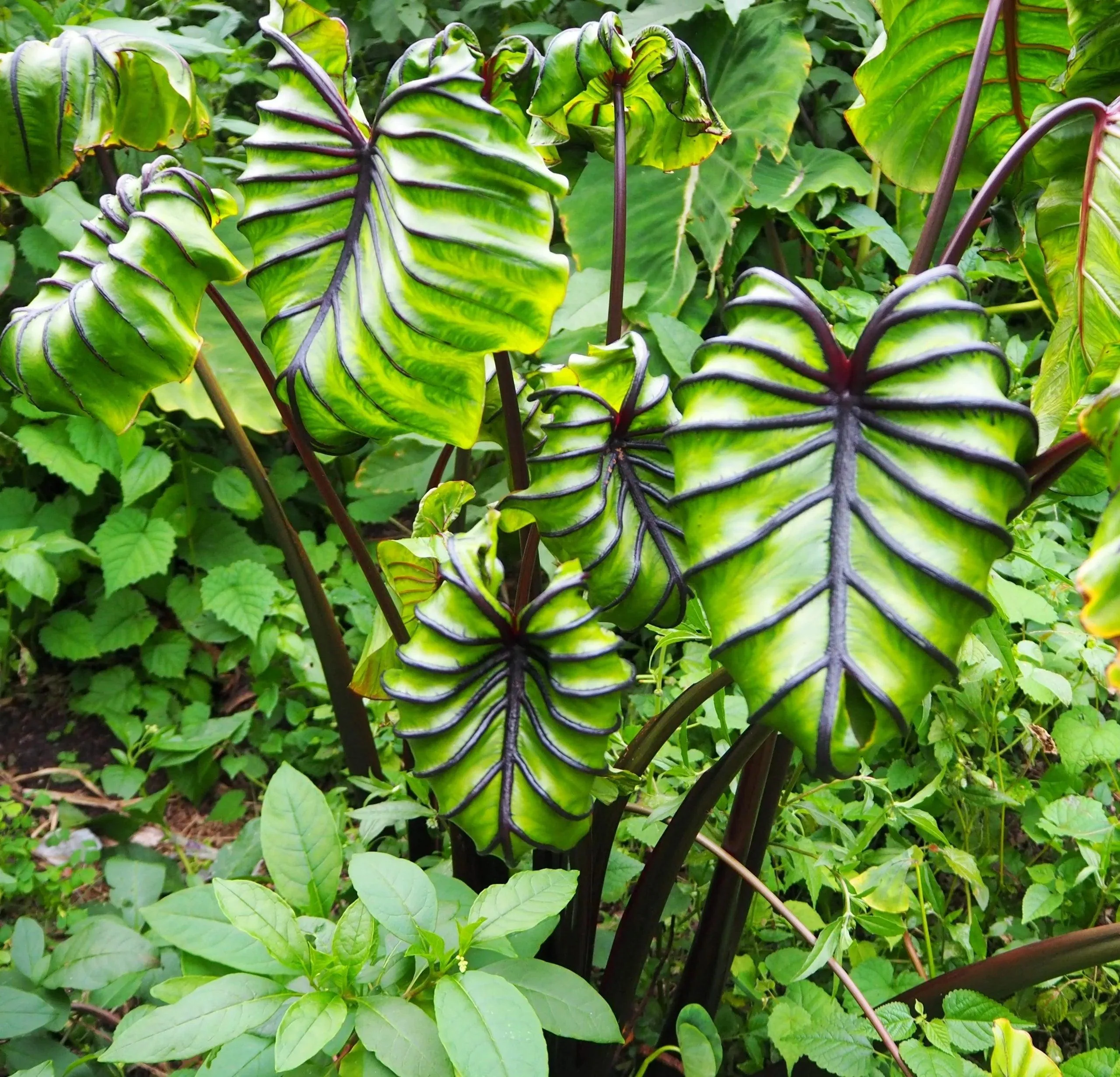 Colocasia Pharoah's Mask - Image 2