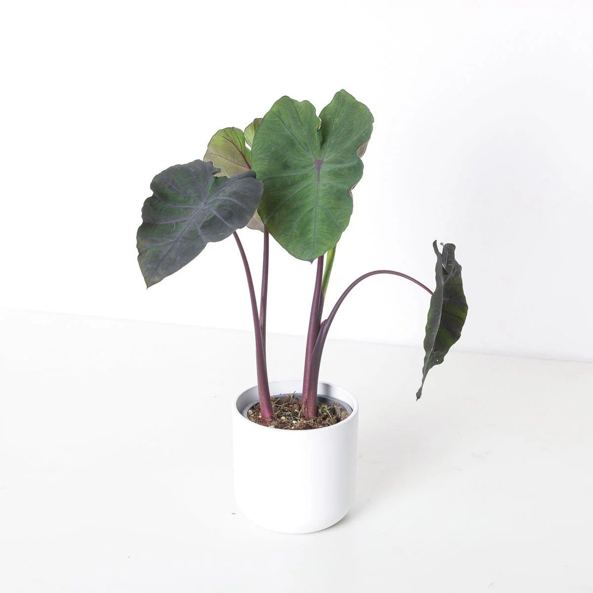 Colocasia Redemption
