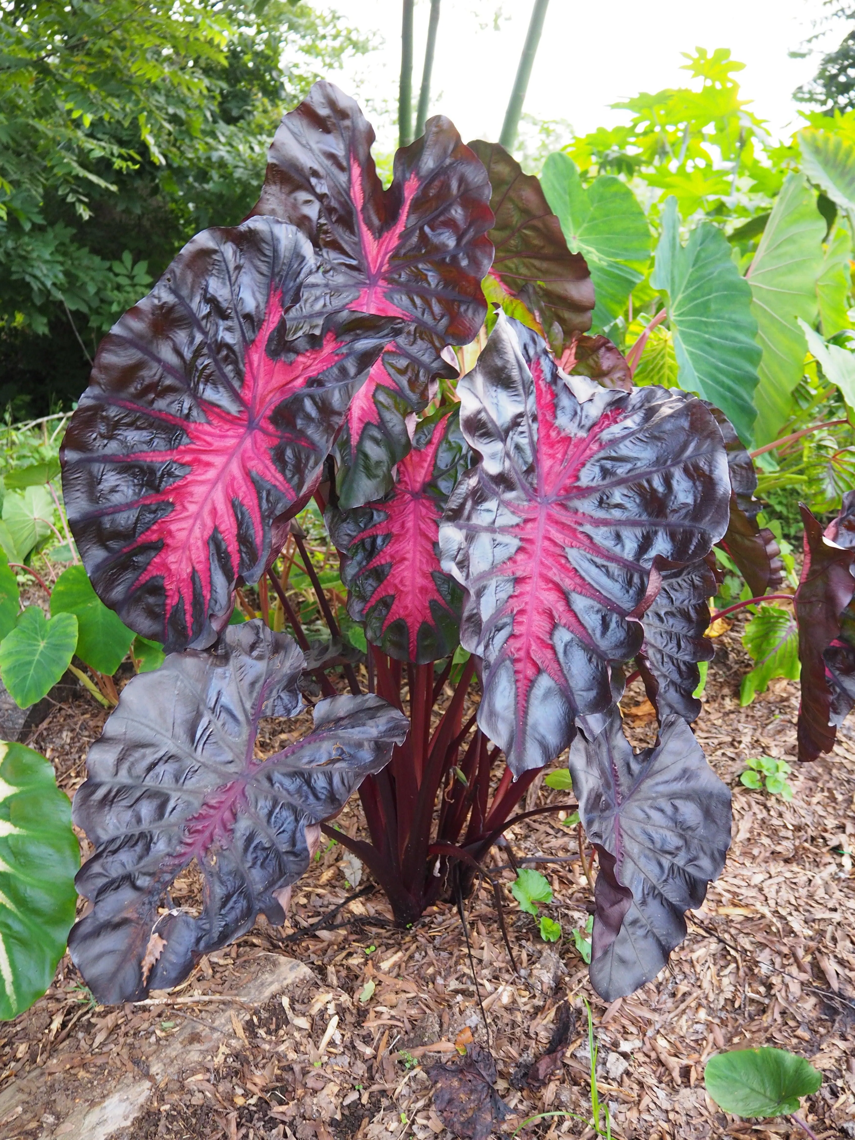 Colocasia Redemption - Image 2