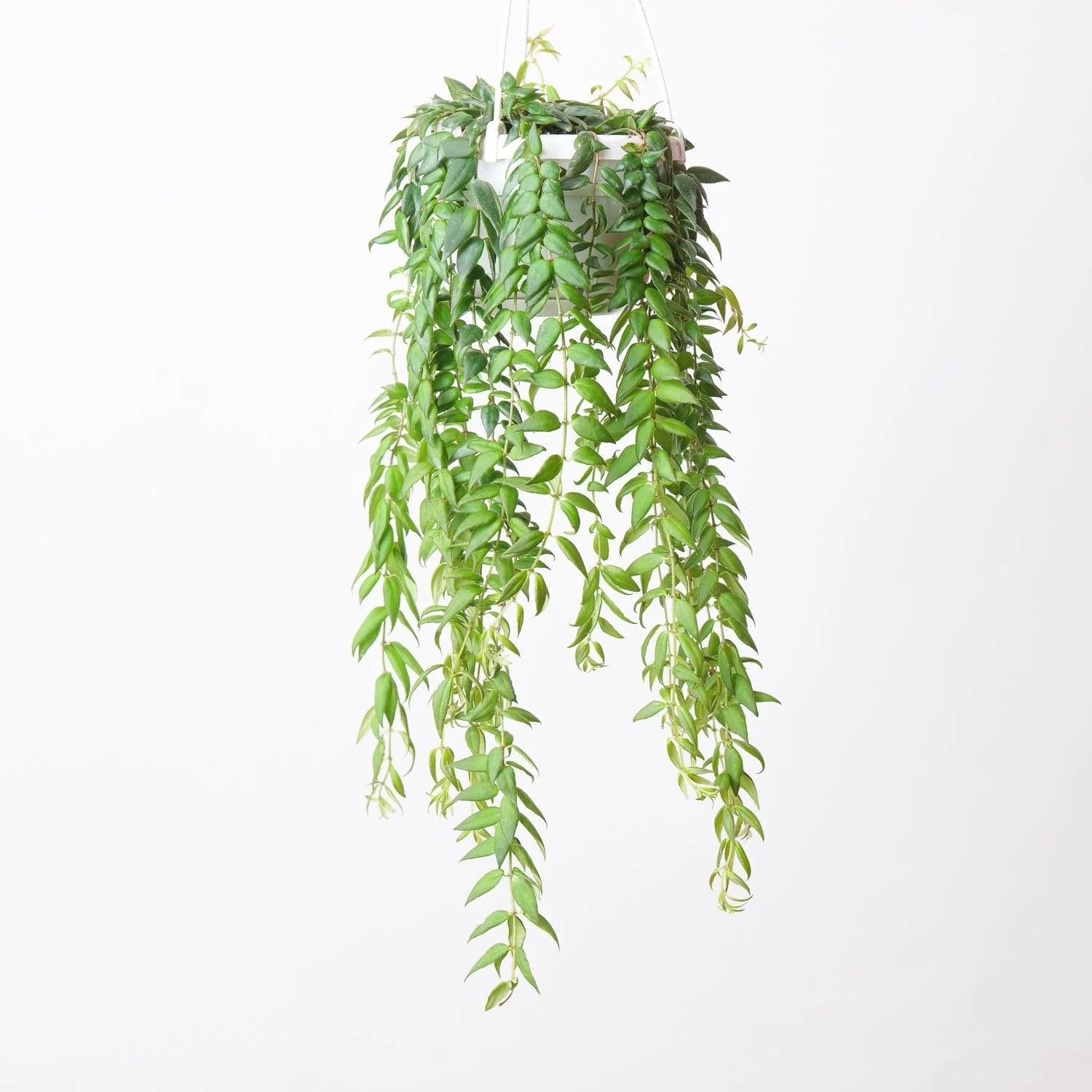 Columnea Arguta