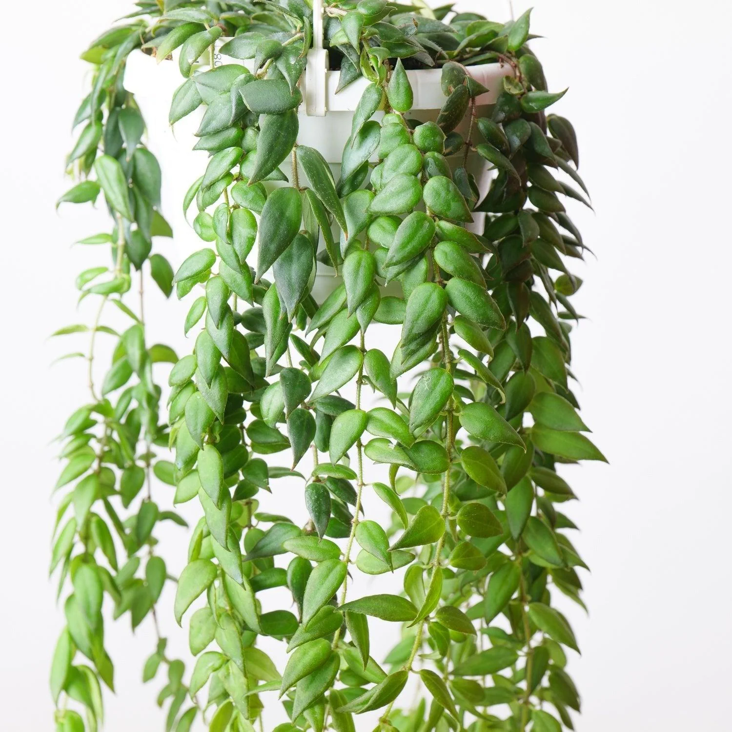Columnea Arguta - Image 2