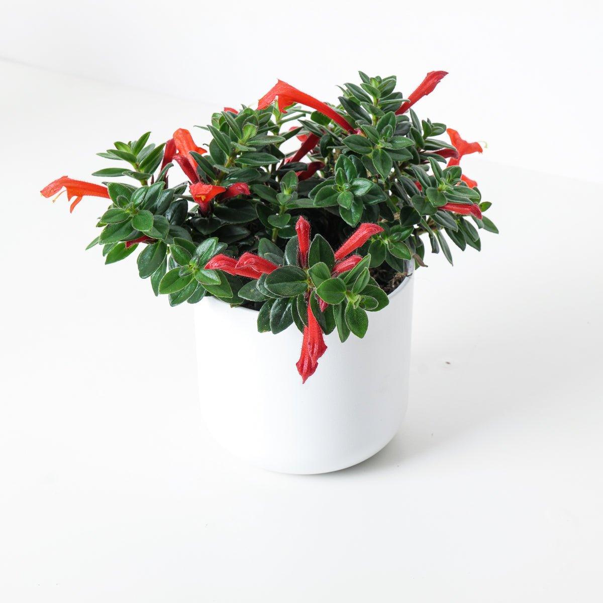 Columnea 'Krakatau' - Image 3