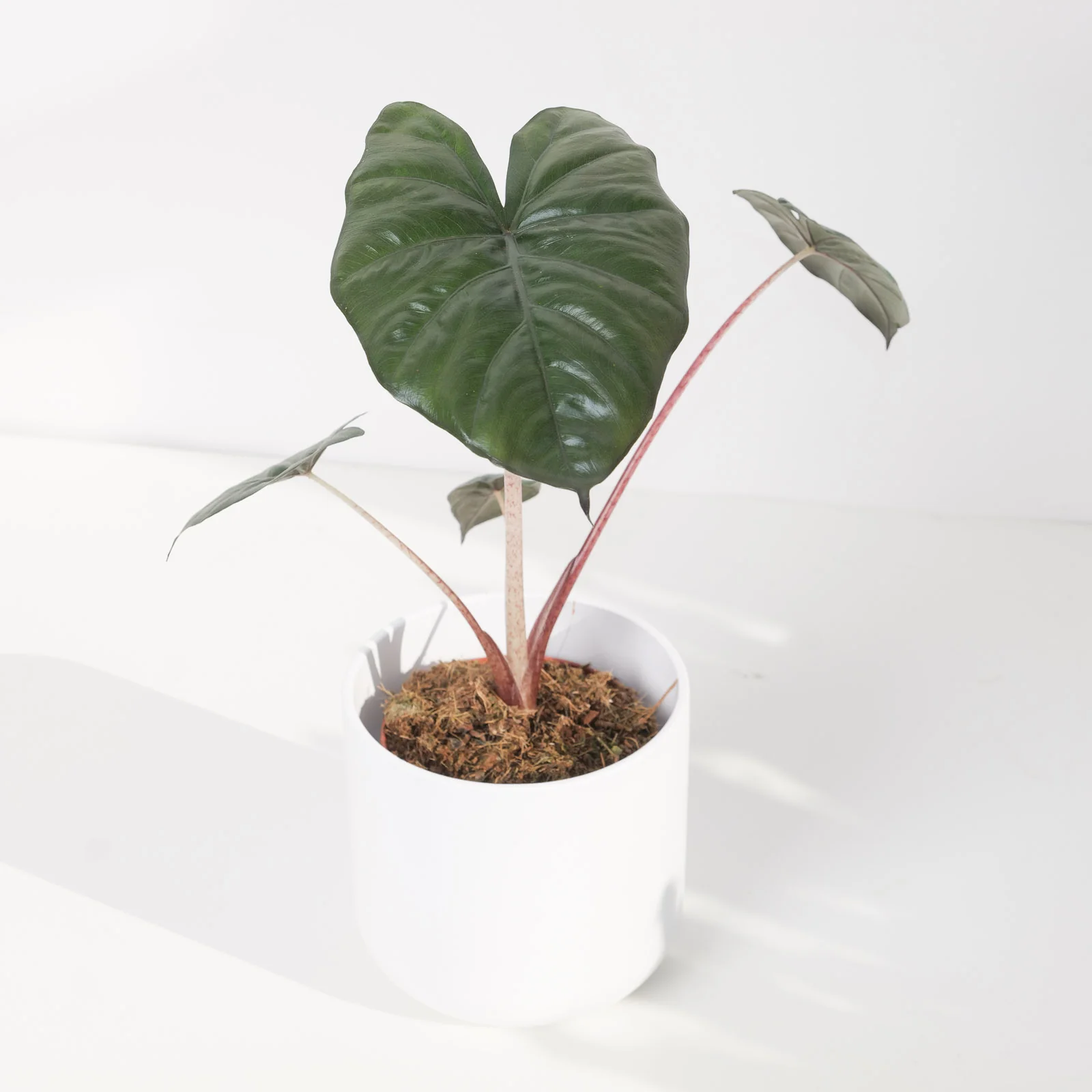 Alocasia Yucatan Princess
