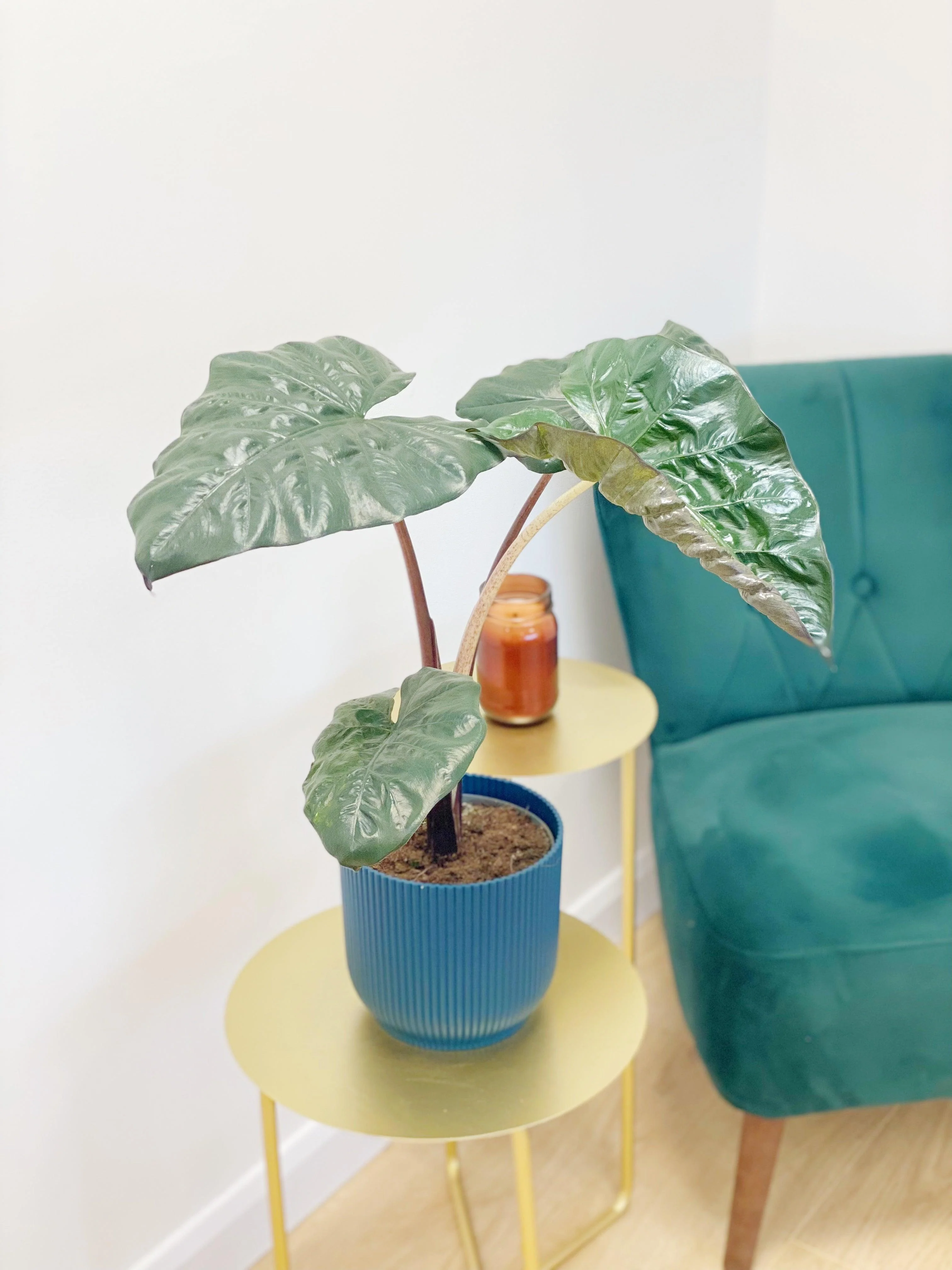 Alocasia Yucatan Princess - Image 2