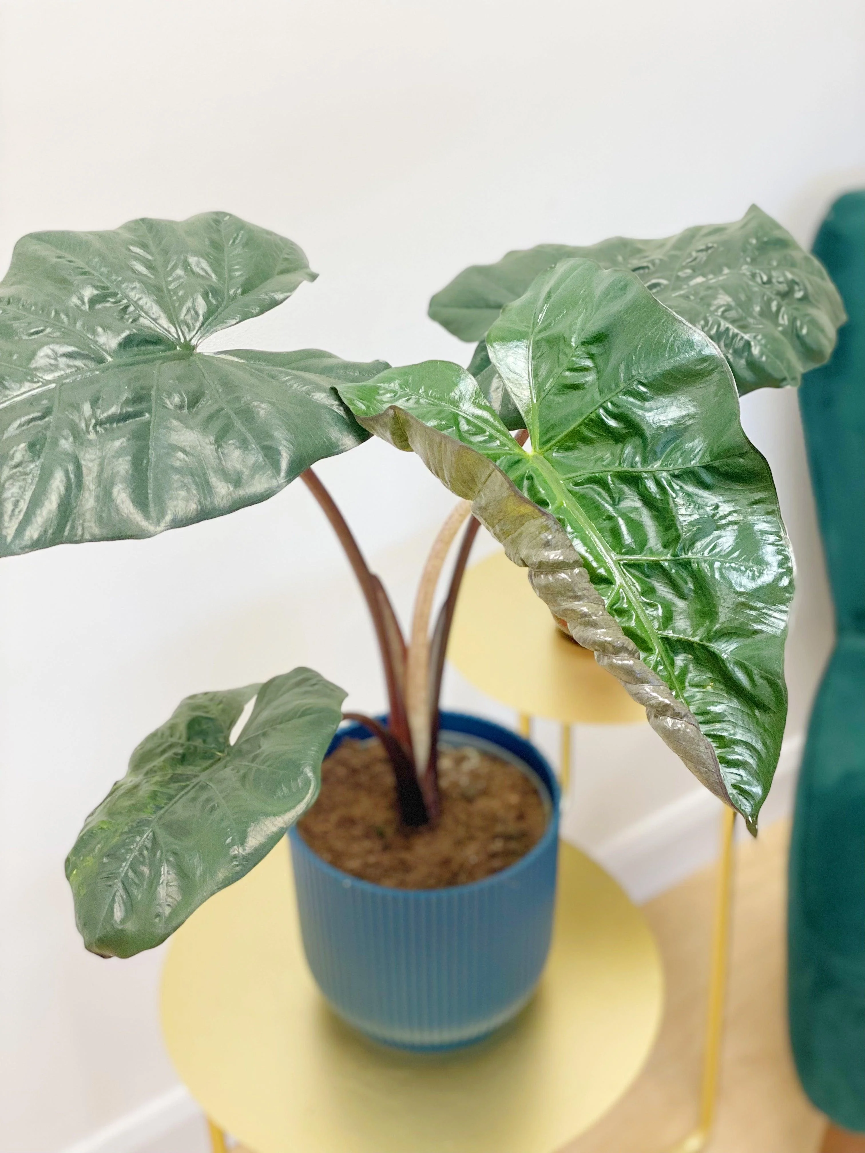 Alocasia Yucatan Princess - Image 3