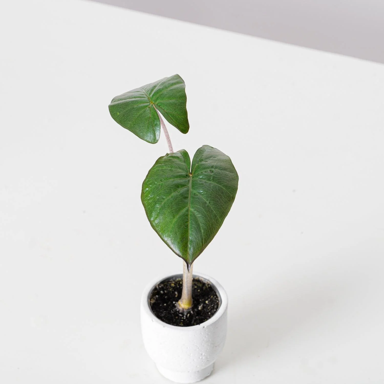 Alocasia Yucatan Princess - Image 4