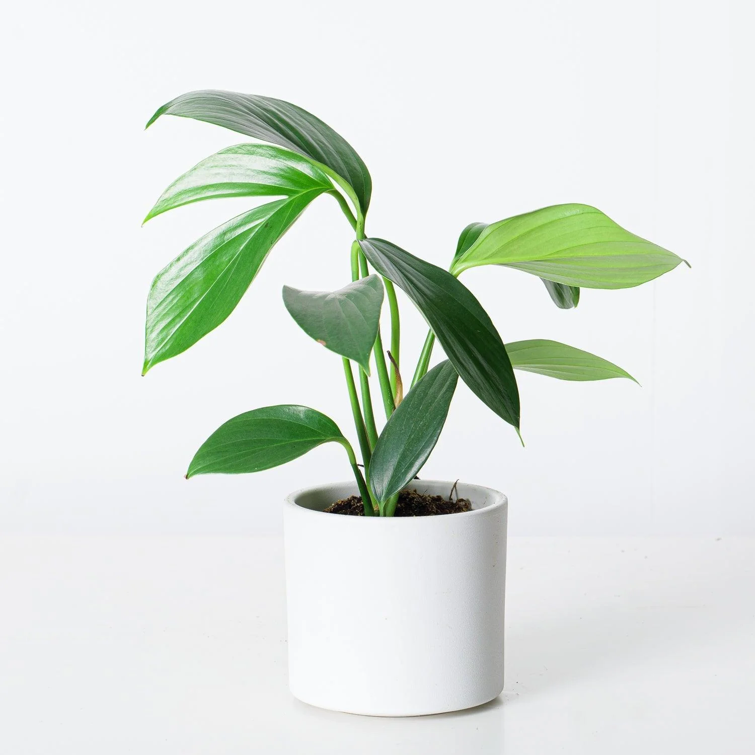 Rhaphidophora Decursiva | Epipremnum Dragon Tail
