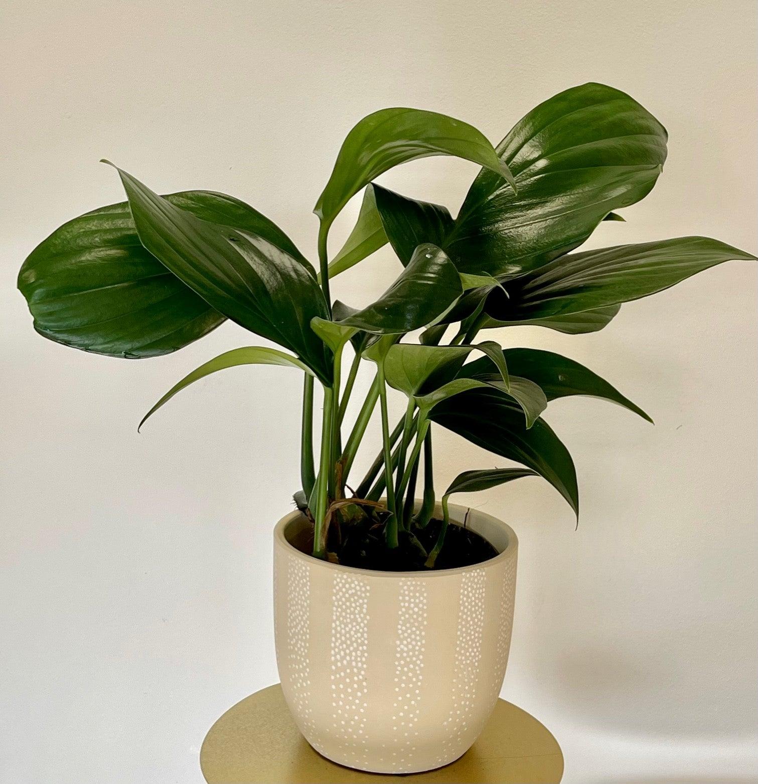 Rhaphidophora Decursiva | Epipremnum Dragon Tail - Image 2