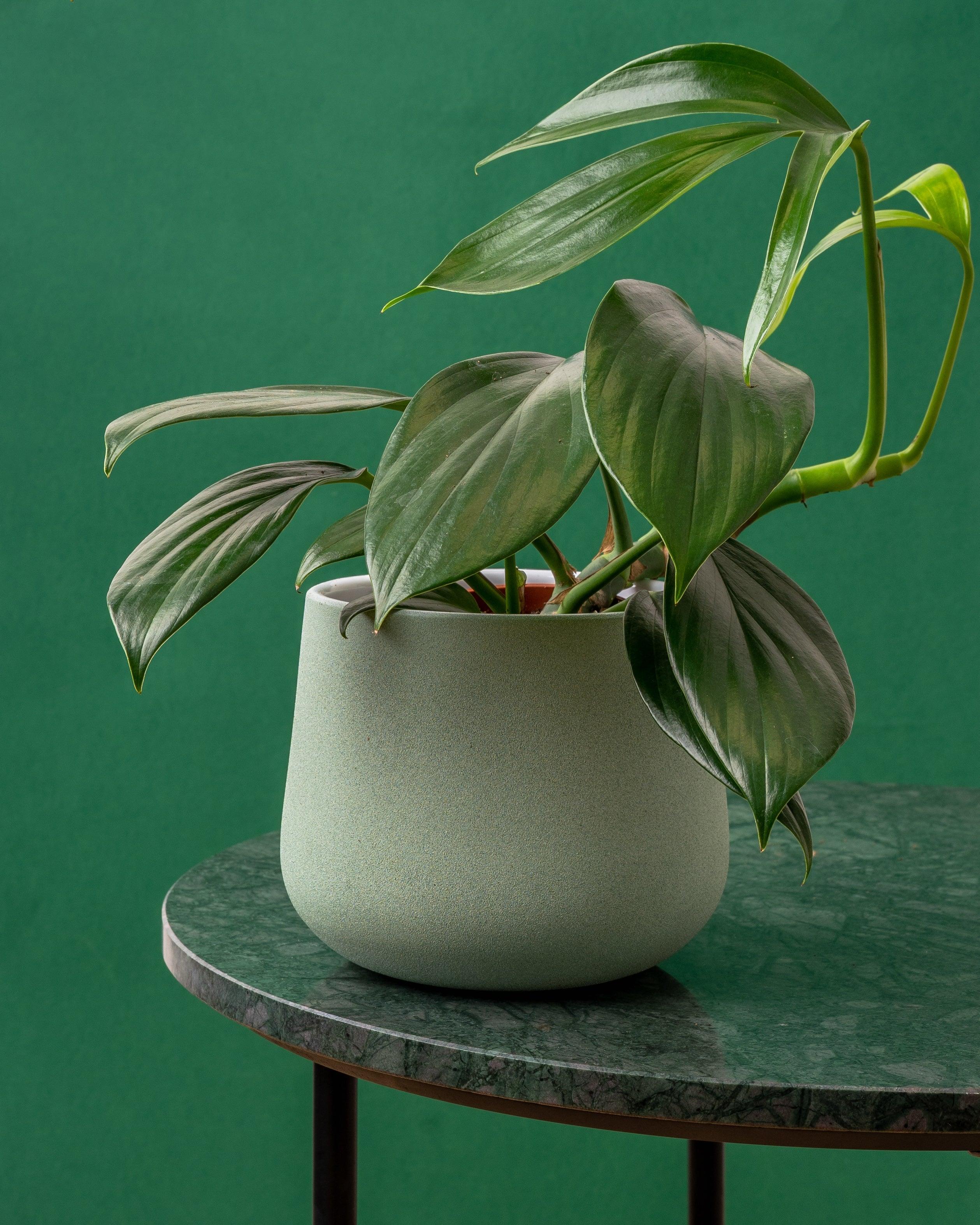 Rhaphidophora Decursiva | Epipremnum Dragon Tail - Image 3