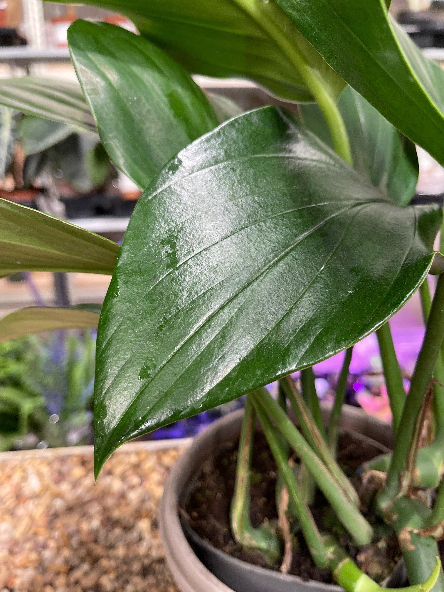 Rhaphidophora Decursiva | Epipremnum Dragon Tail - Image 4