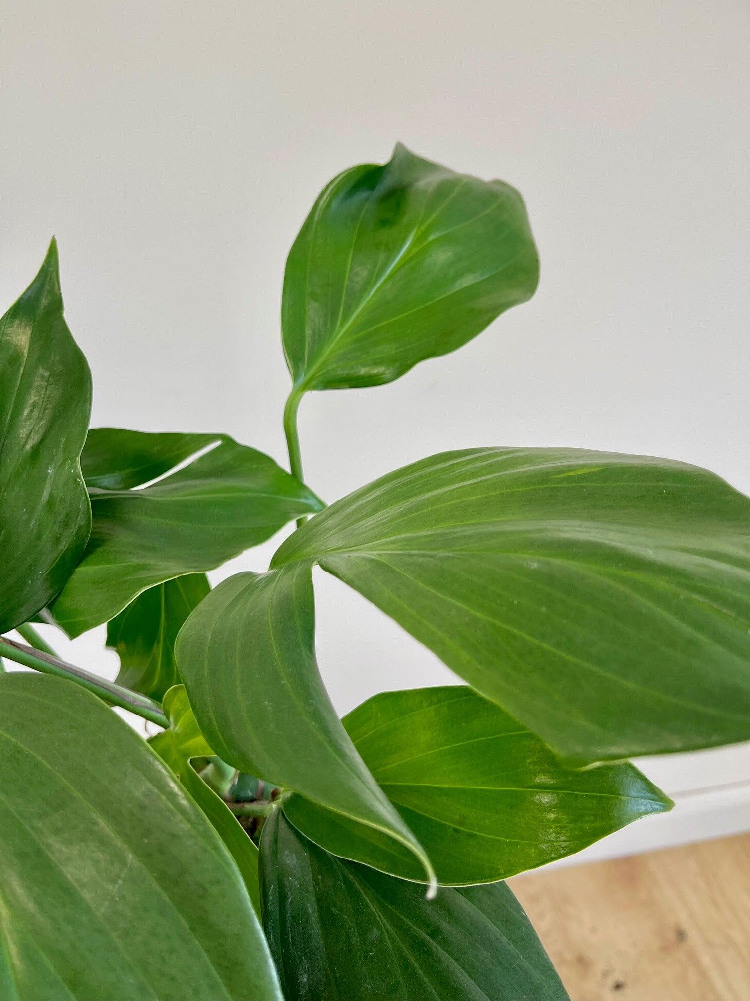 Rhaphidophora Decursiva | Epipremnum Dragon Tail - Image 5
