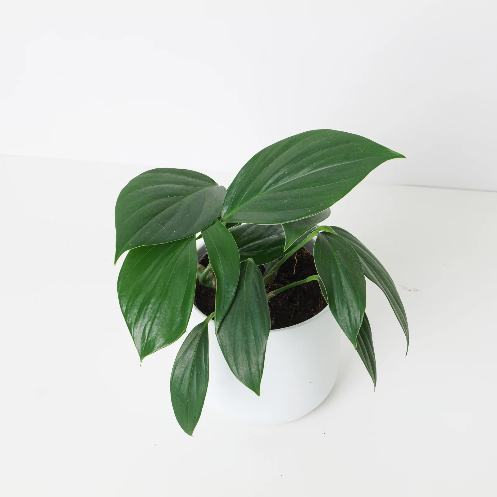 Rhaphidophora Decursiva | Epipremnum Dragon Tail - Image 8