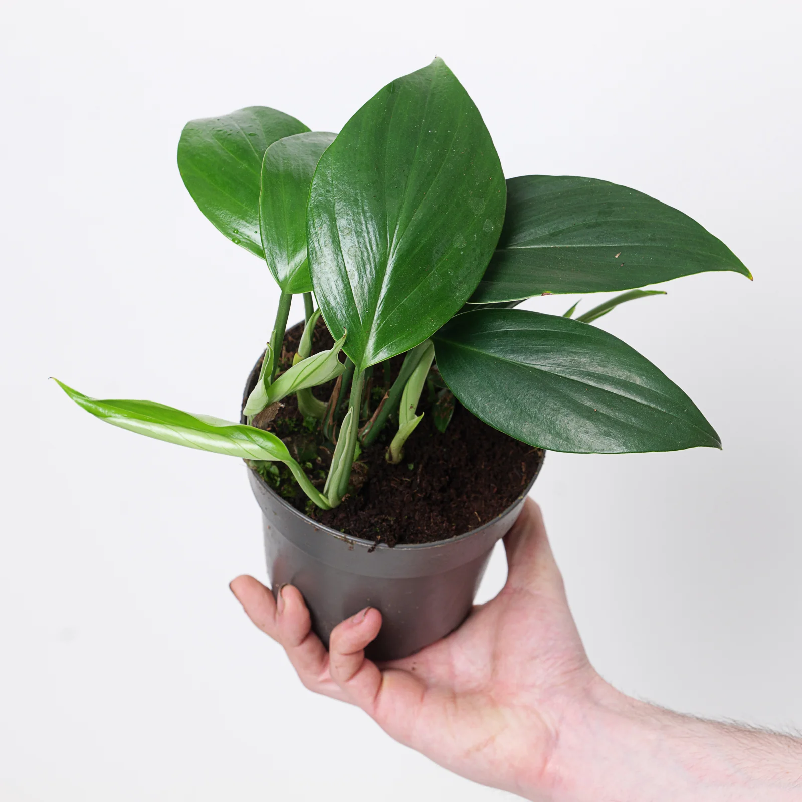 Rhaphidophora Decursiva | Epipremnum Dragon Tail - Image 9
