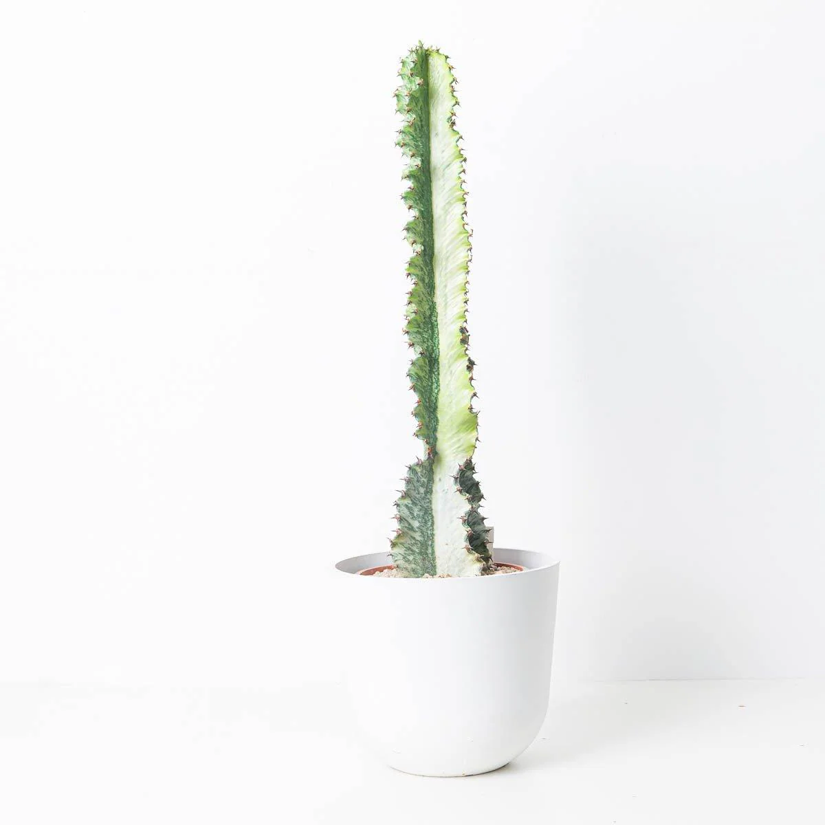Euphorbia Ingens Variegated Striped