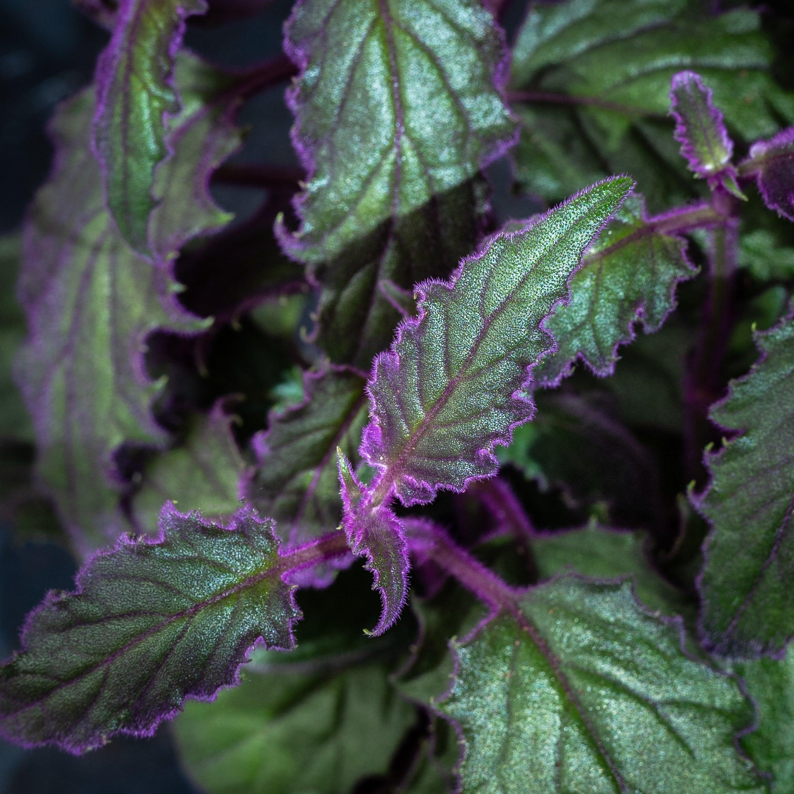 Gynura Aurantiaca Purple Passion - Image 3