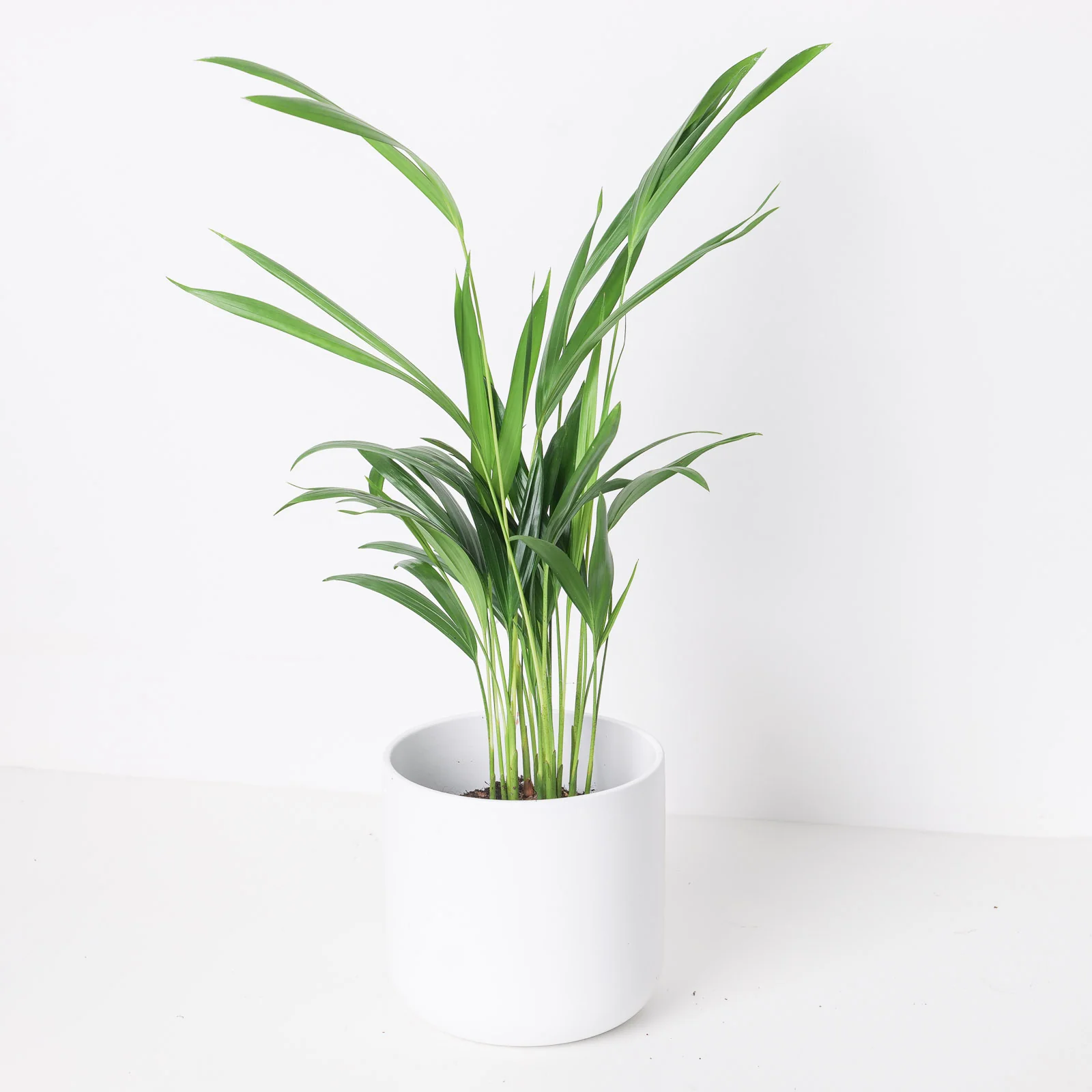 Dypsis lutescens 'Areca Palm'
