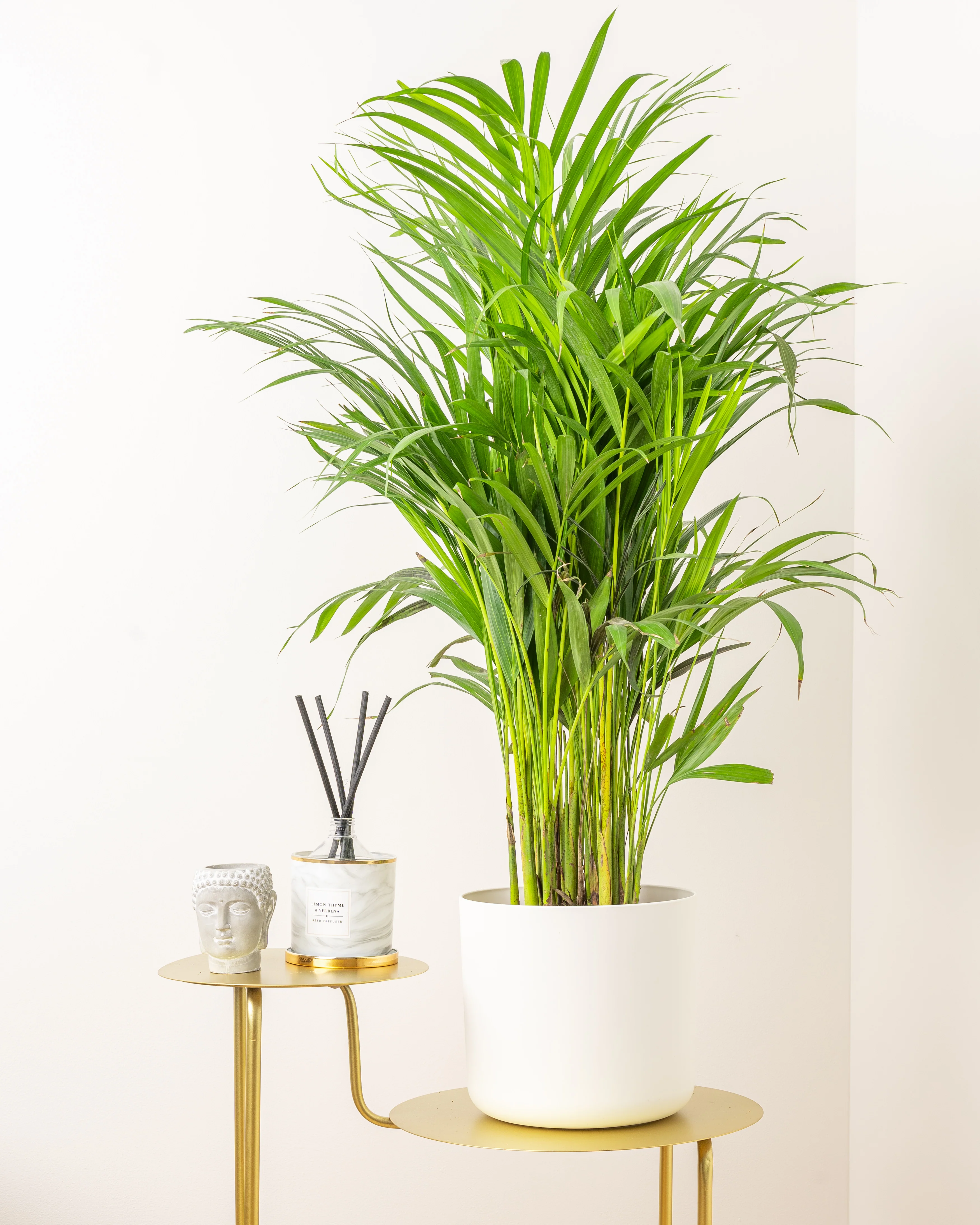 Dypsis lutescens 'Areca Palm' - Image 2