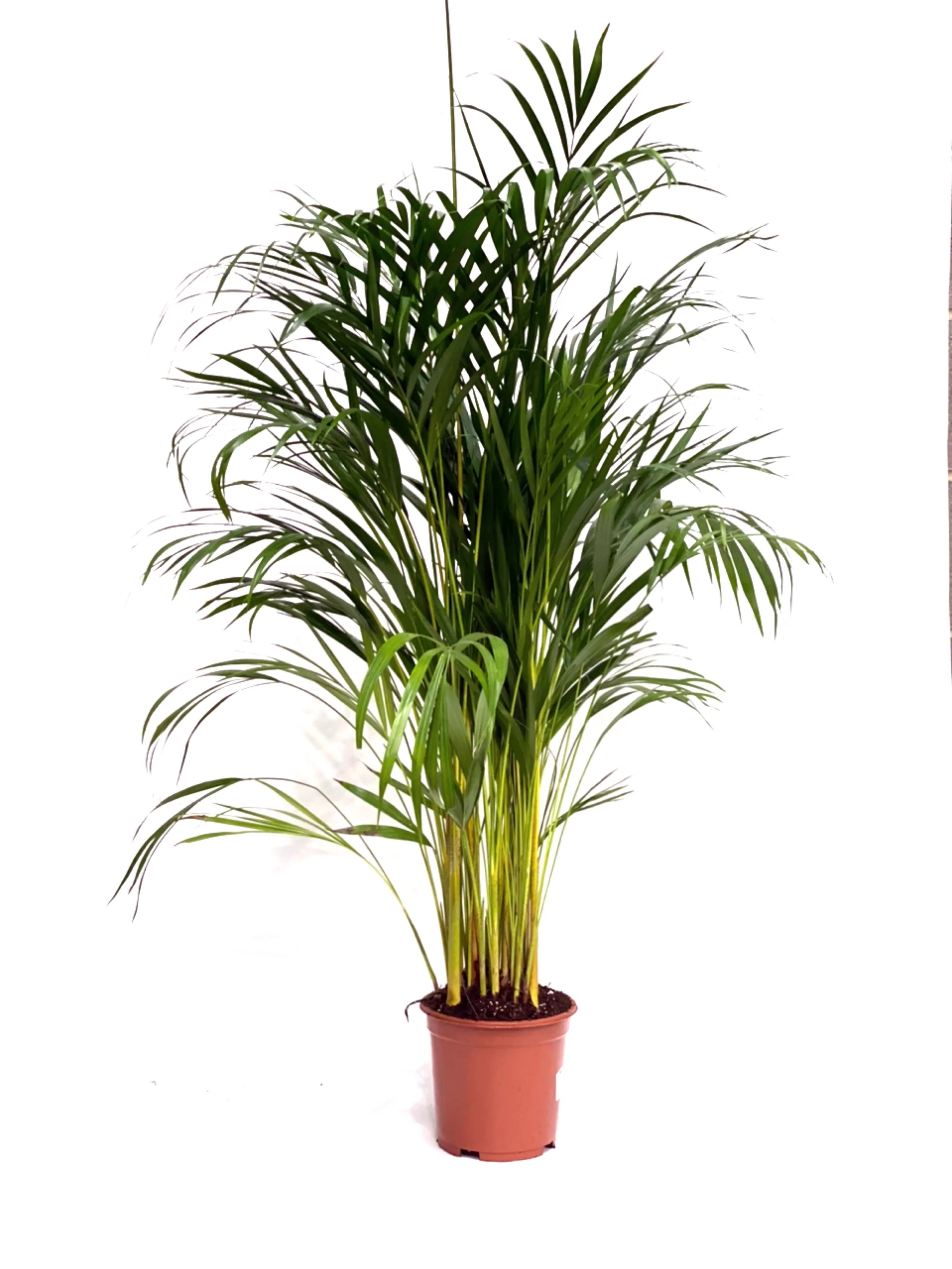 Dypsis lutescens 'Areca Palm' - Image 3