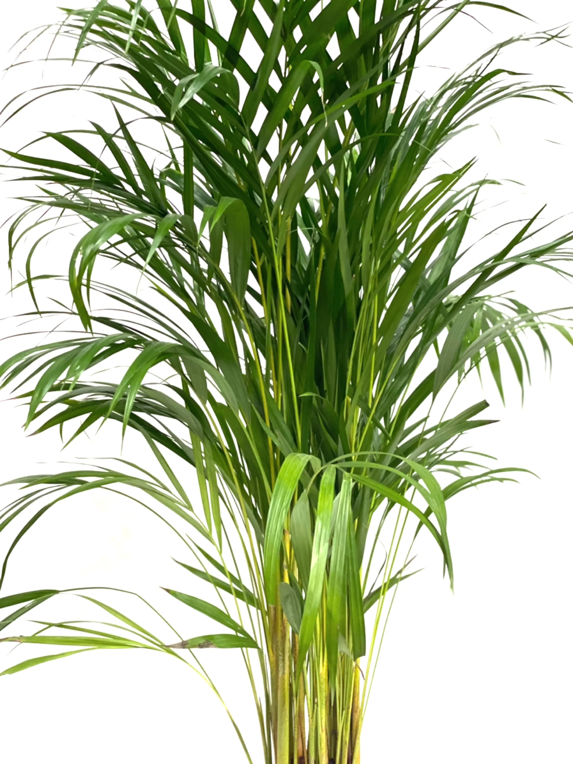 Dypsis lutescens 'Areca Palm' - Image 4