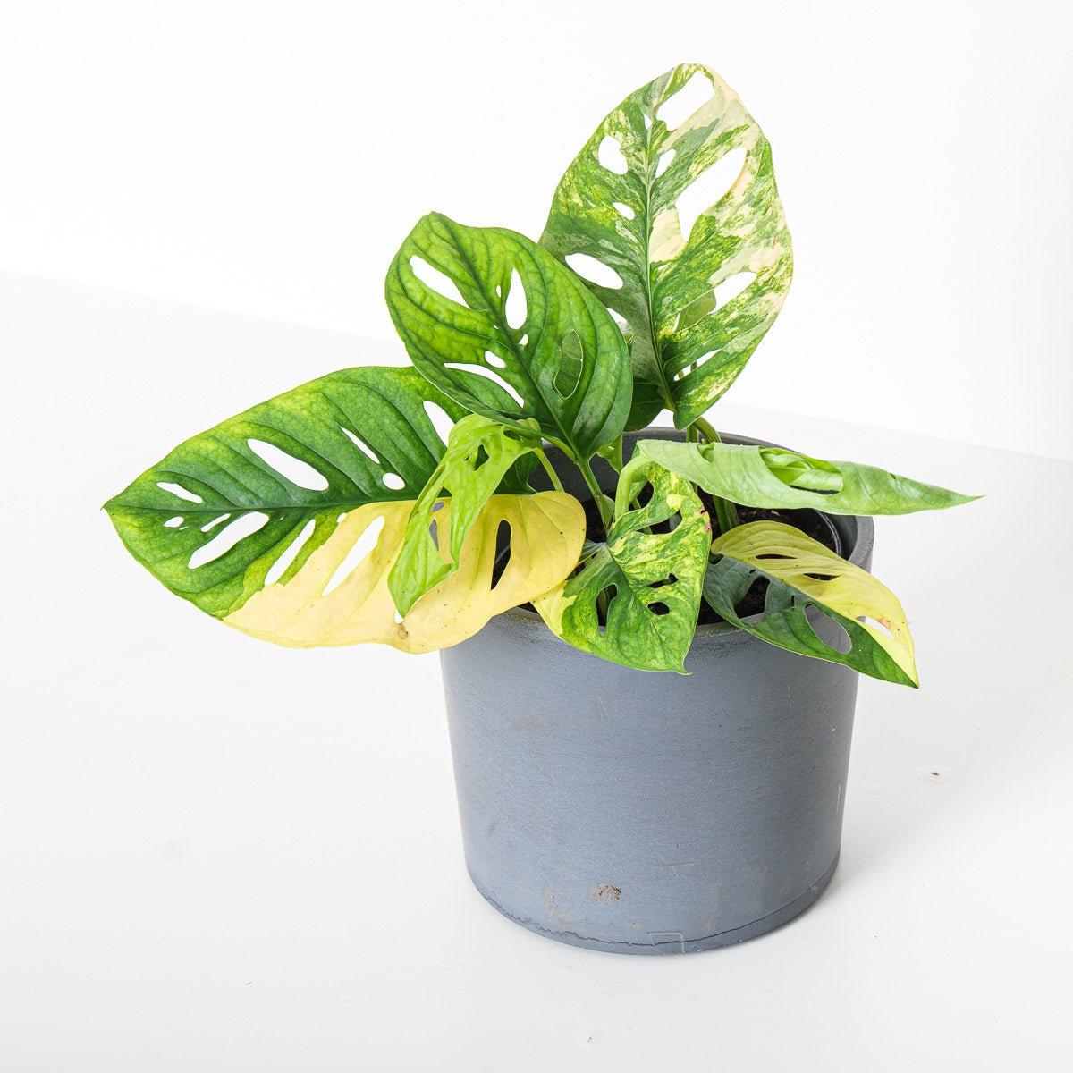 Monstera Adansonii Aurea Variegated