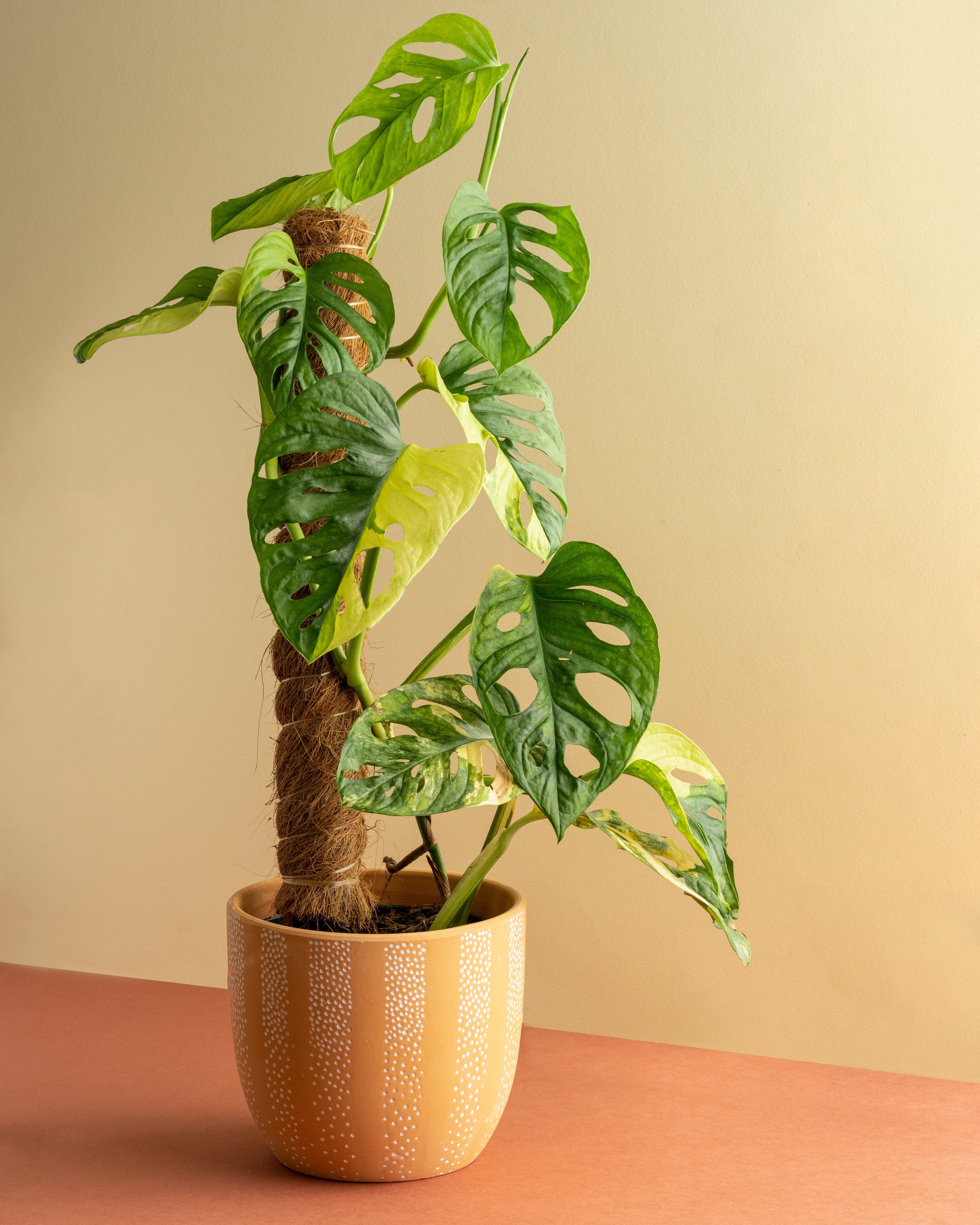 Monstera Adansonii Aurea Variegated - Image 2