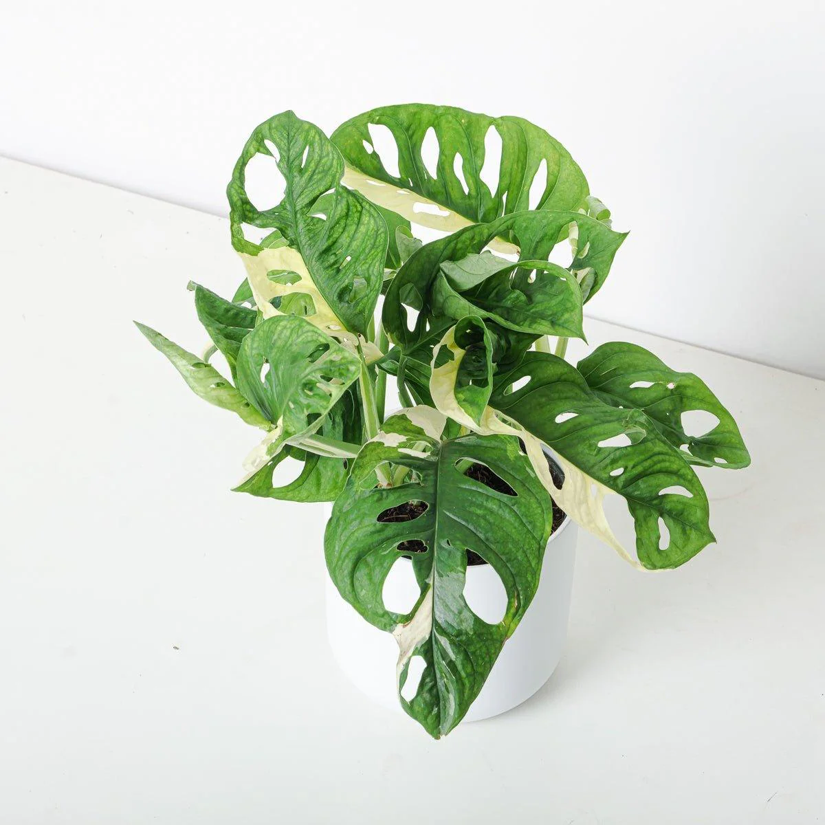Monstera Adansonii Aurea Variegated - Image 3