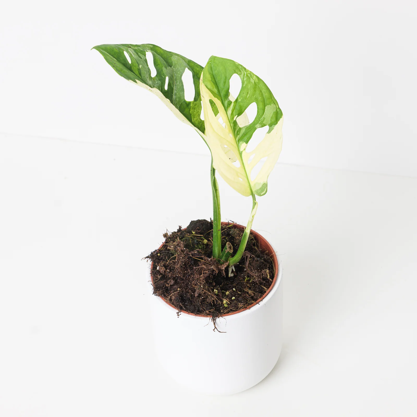 Monstera Adansonii Aurea Variegated - Image 4