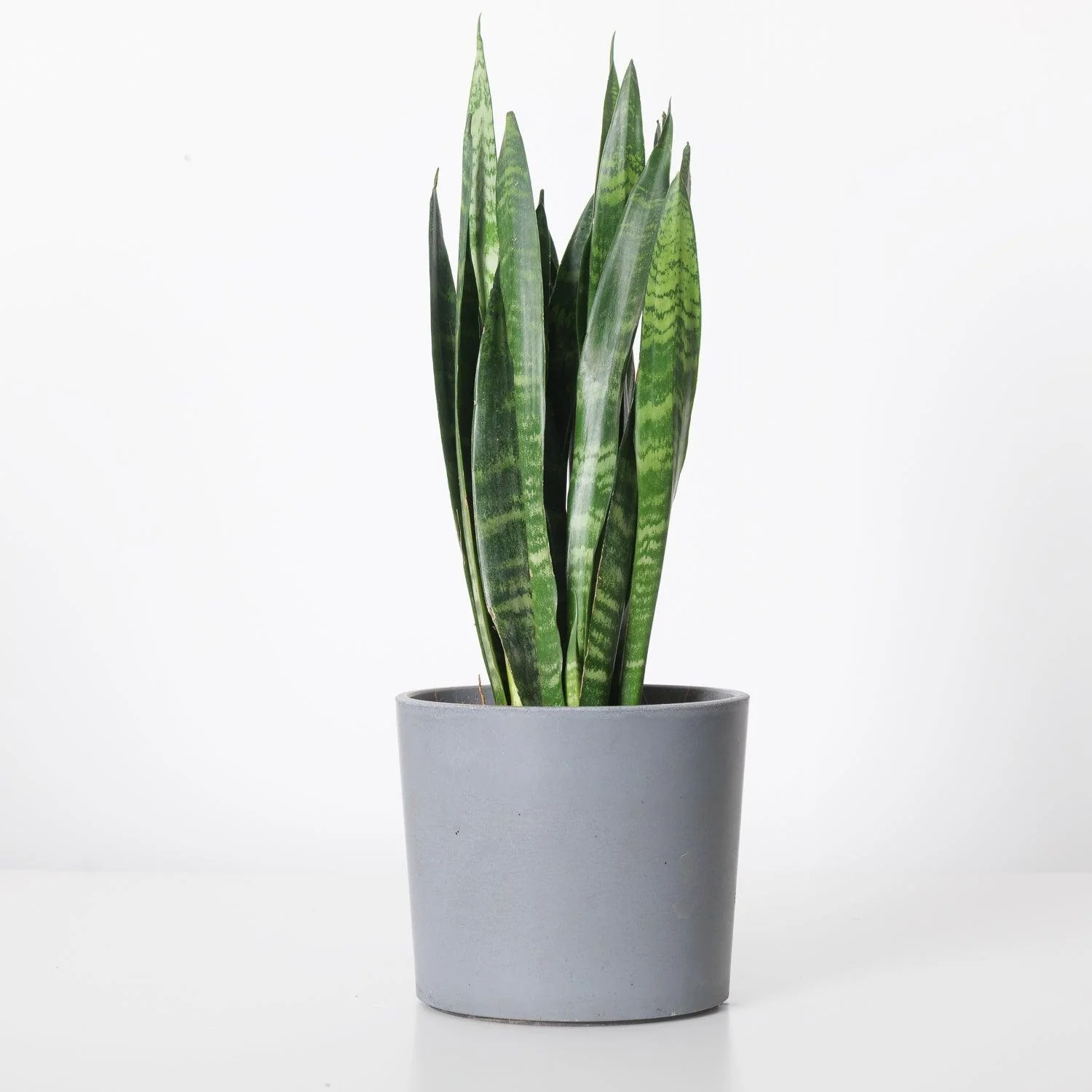 Sansevieria Trifasciata Black Coral | Snake Plant - Image 3