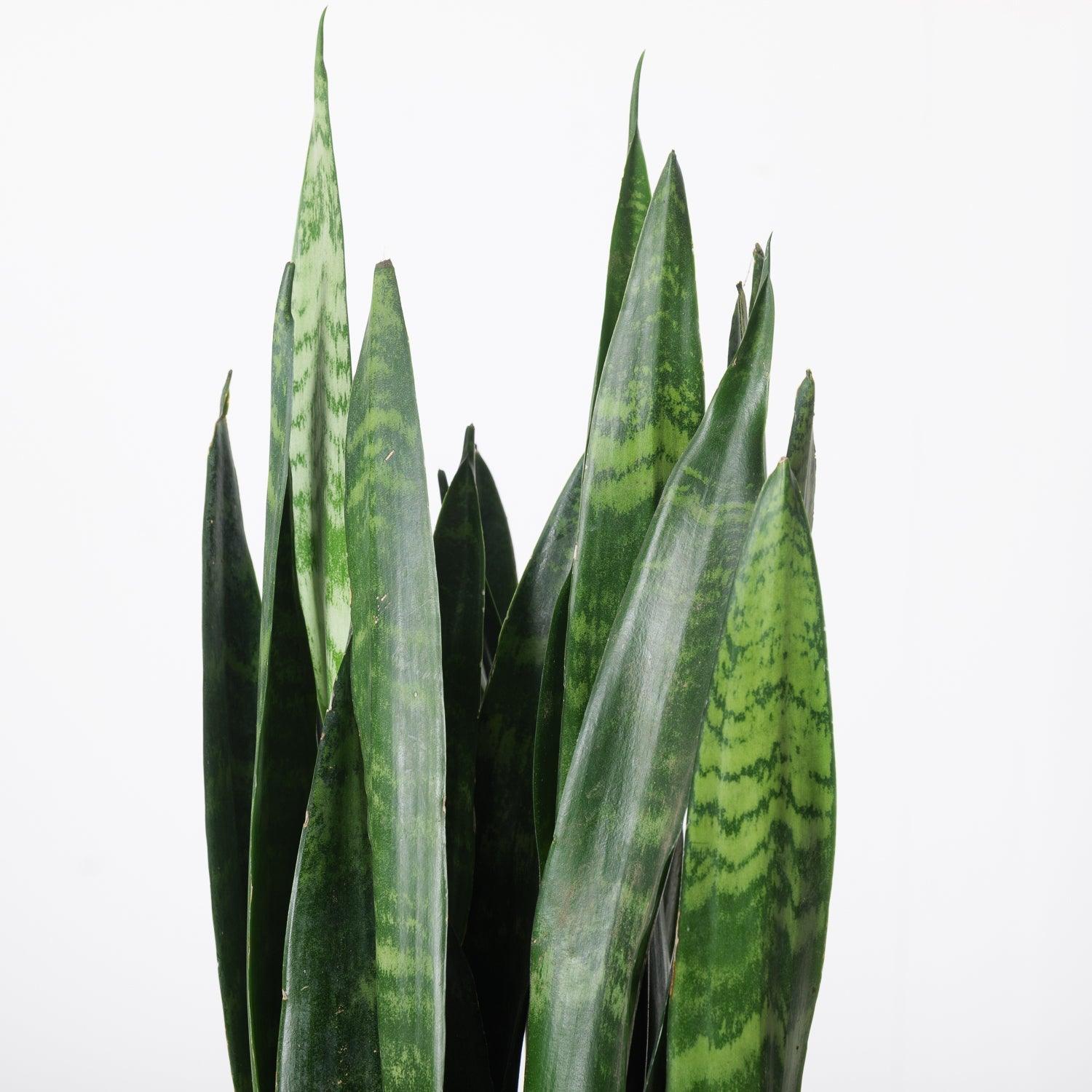 Sansevieria Trifasciata Black Coral | Snake Plant - Image 4