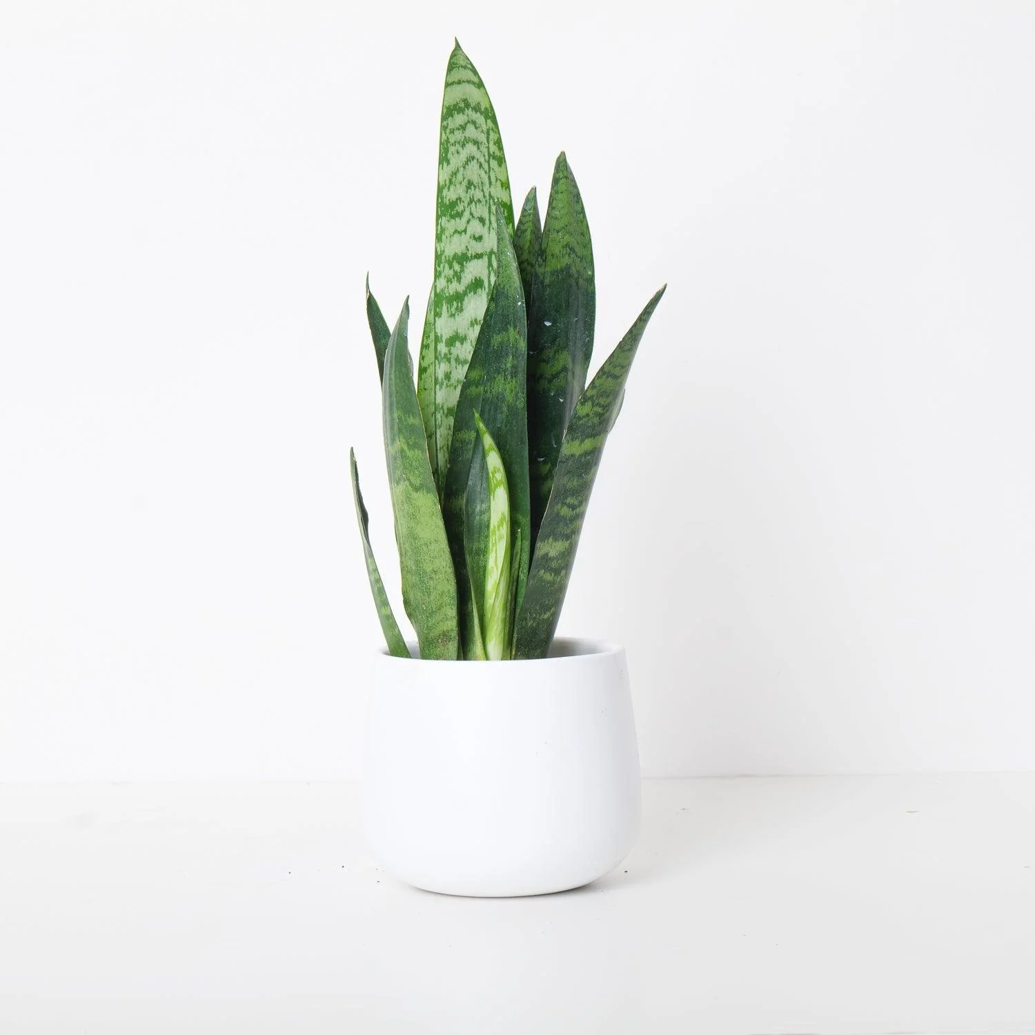 Sansevieria Trifasciata Black Coral | Snake Plant - Image 5