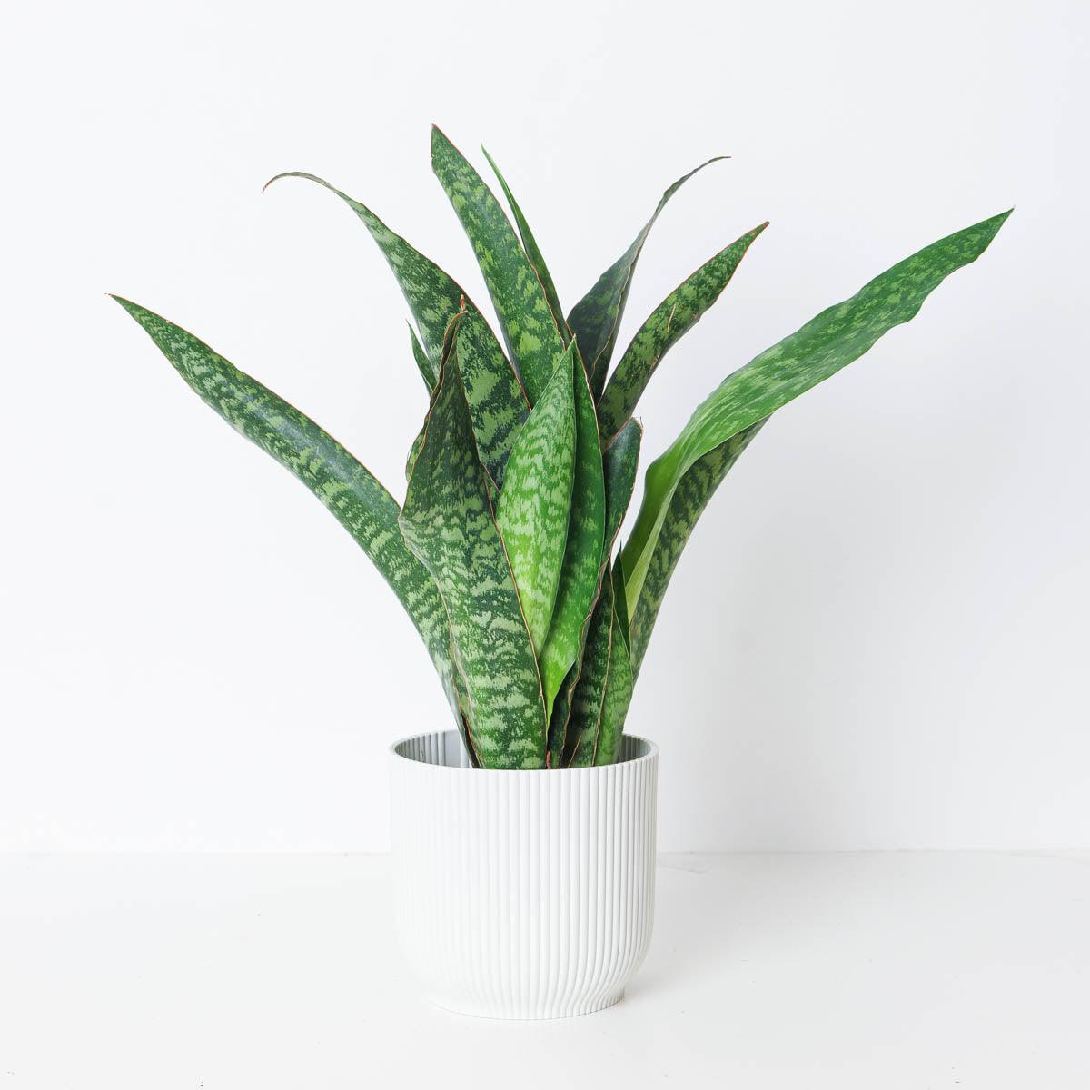 Sansevieria aubrytiana 'Dragon'  | Snake Plant