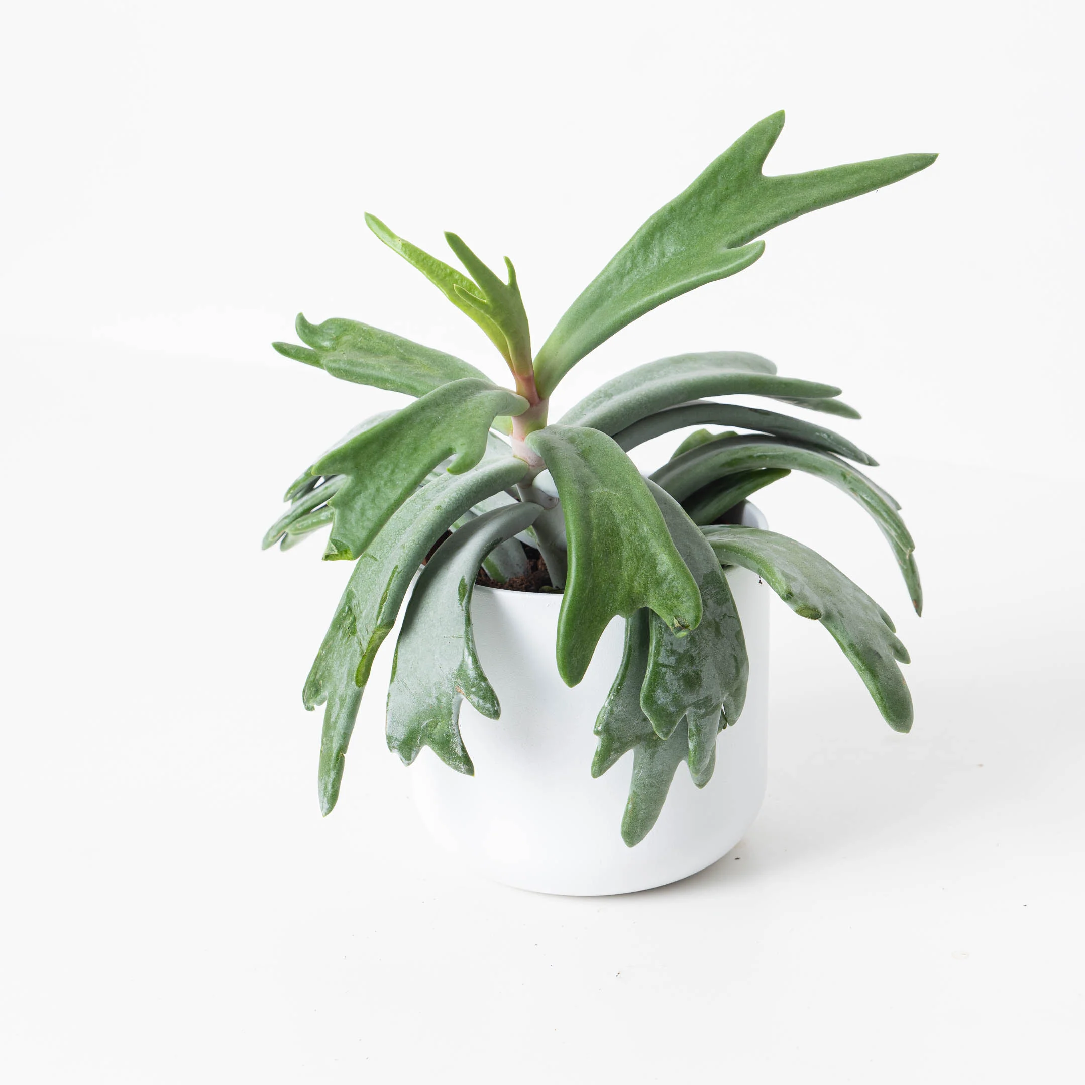 Cotyledon 'Staghorn'