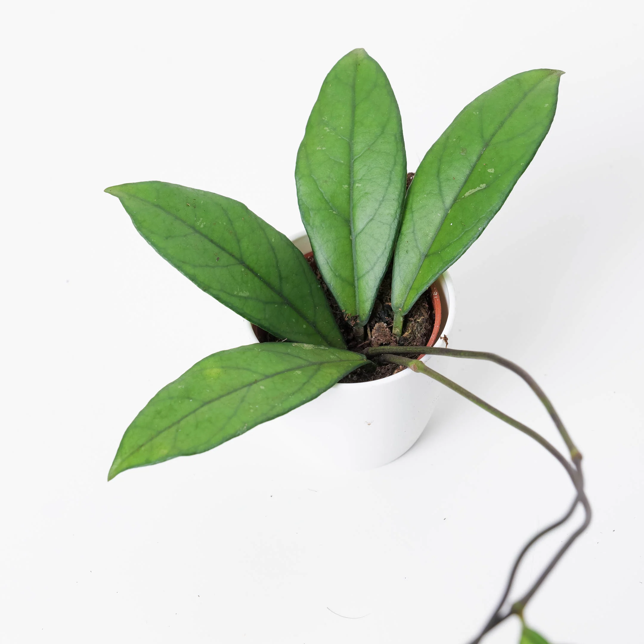 Hoya crassipetiolata