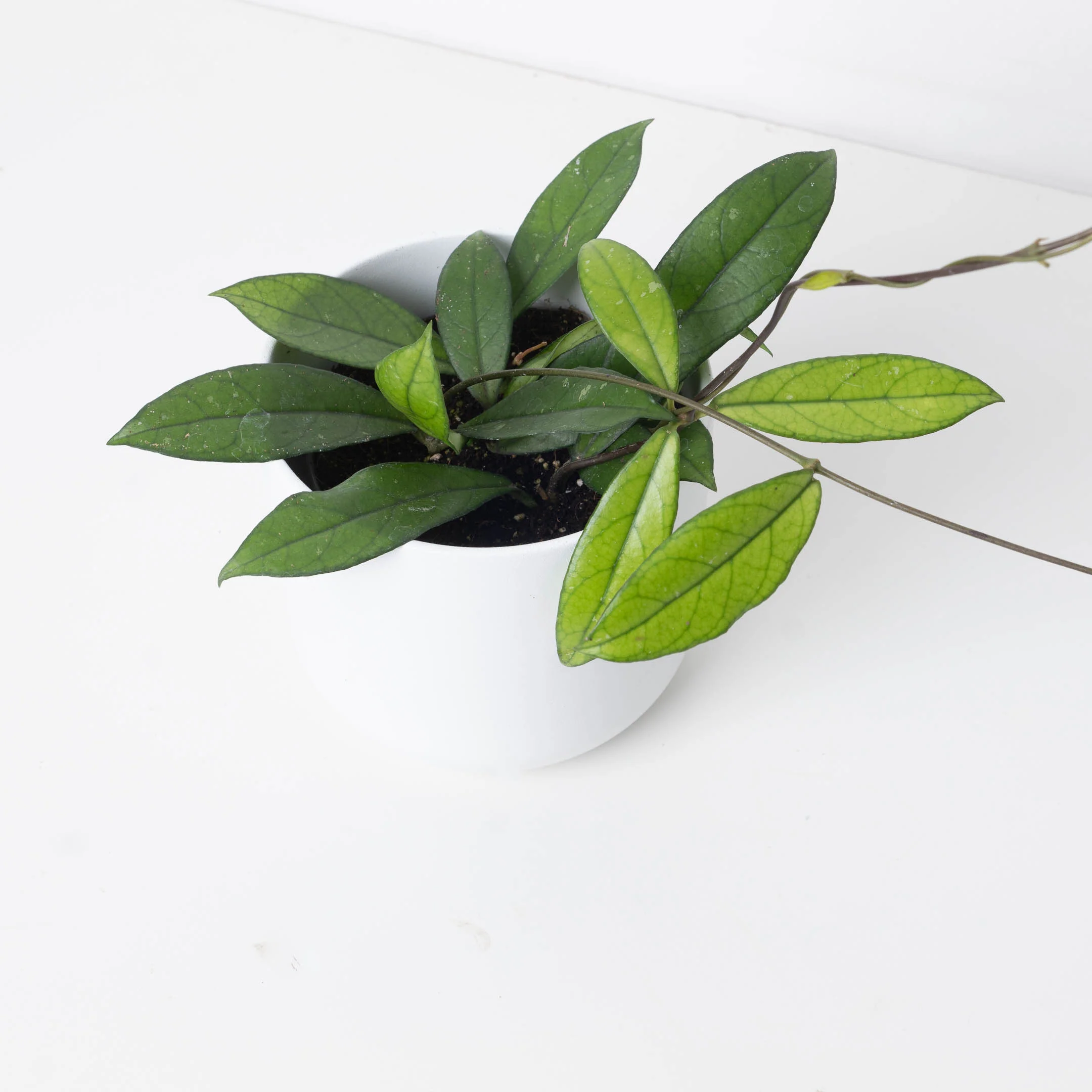 Hoya crassipetiolata - Image 2