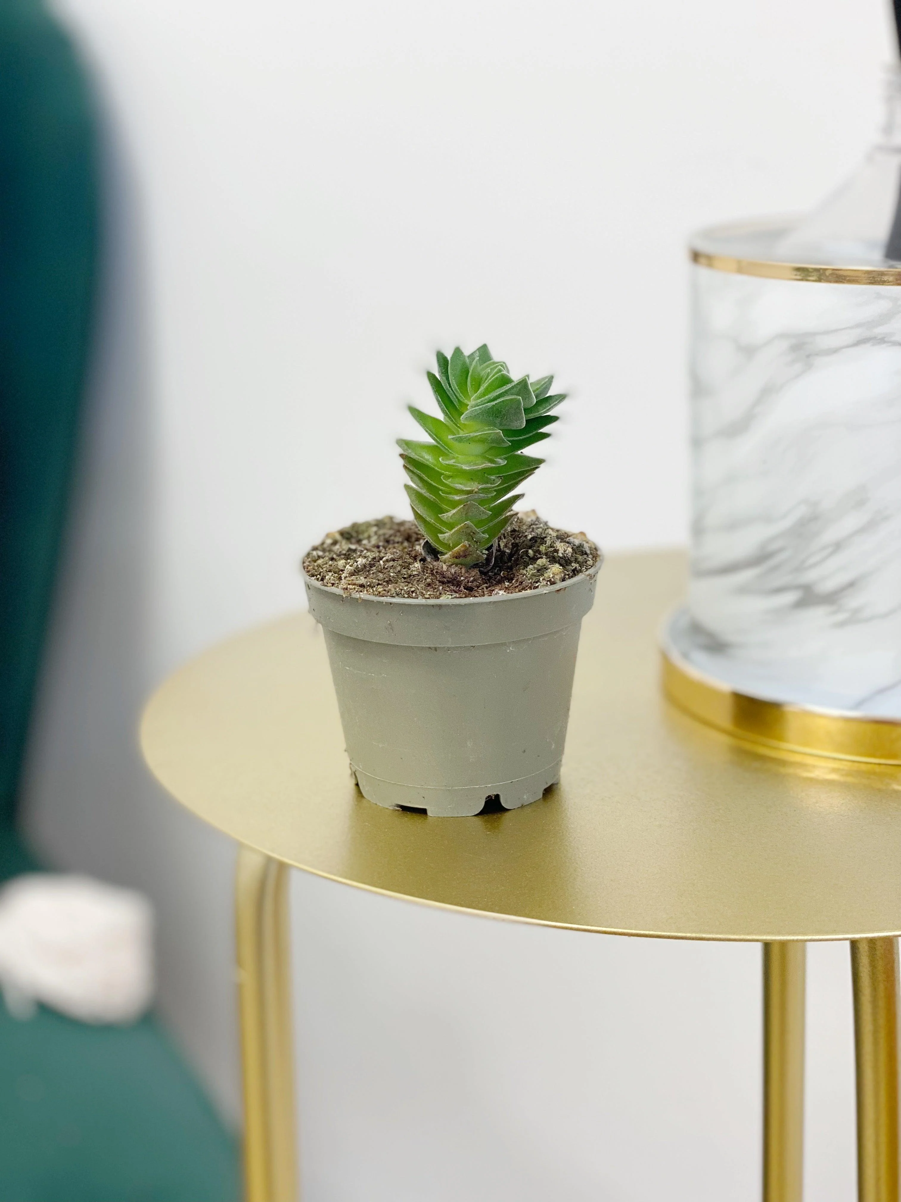Crassula Buddha's Temple