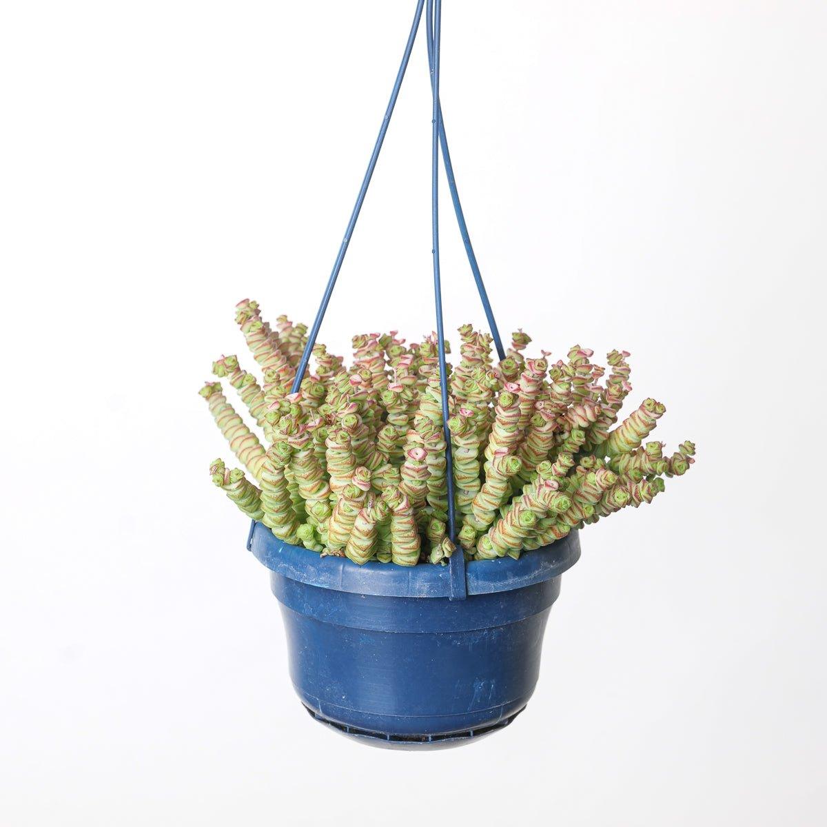 Crassula Marnieriana