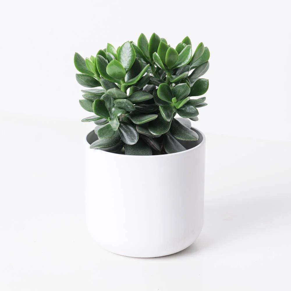 Crassula Ovata | Jade Plant