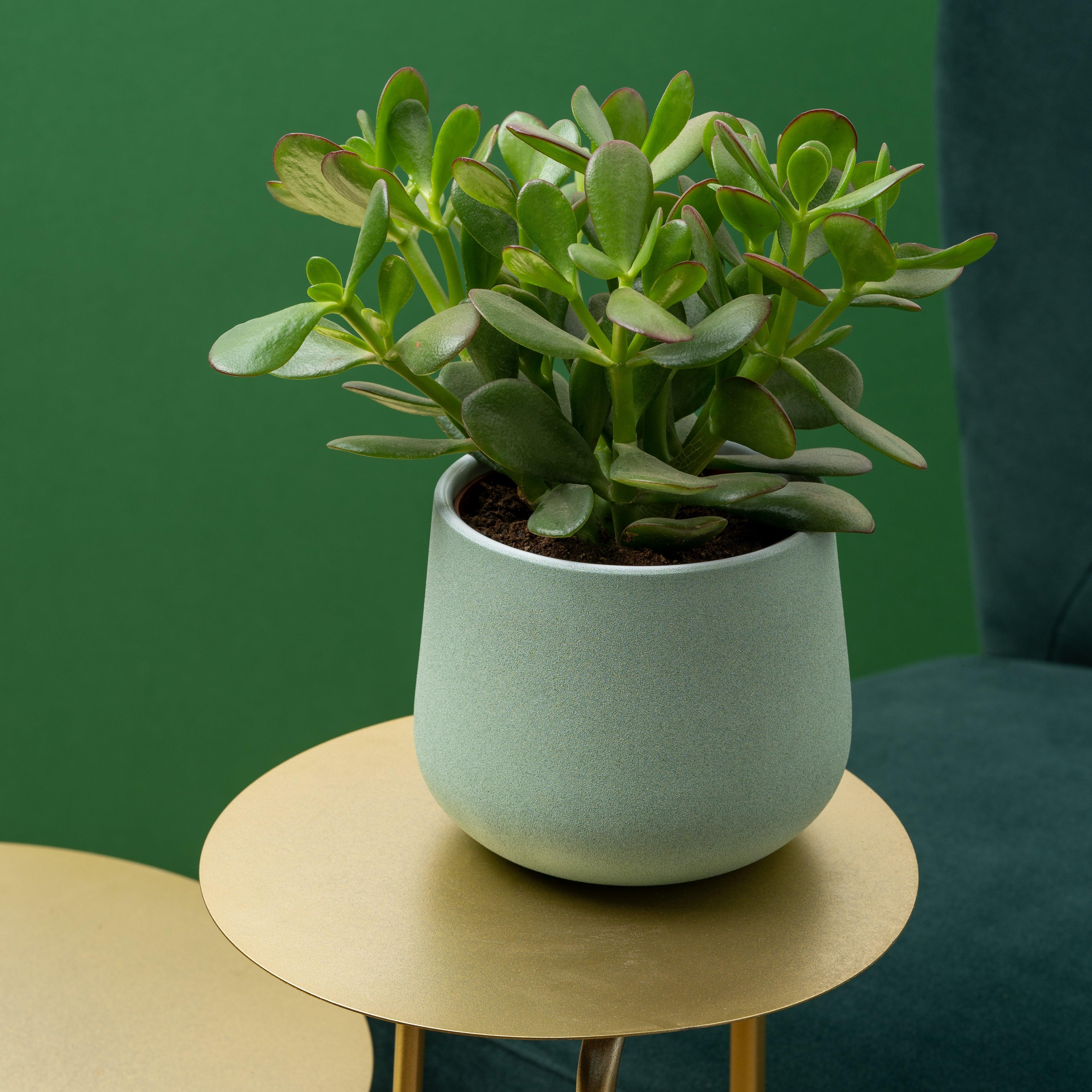 Crassula Ovata | Jade Plant - Image 2